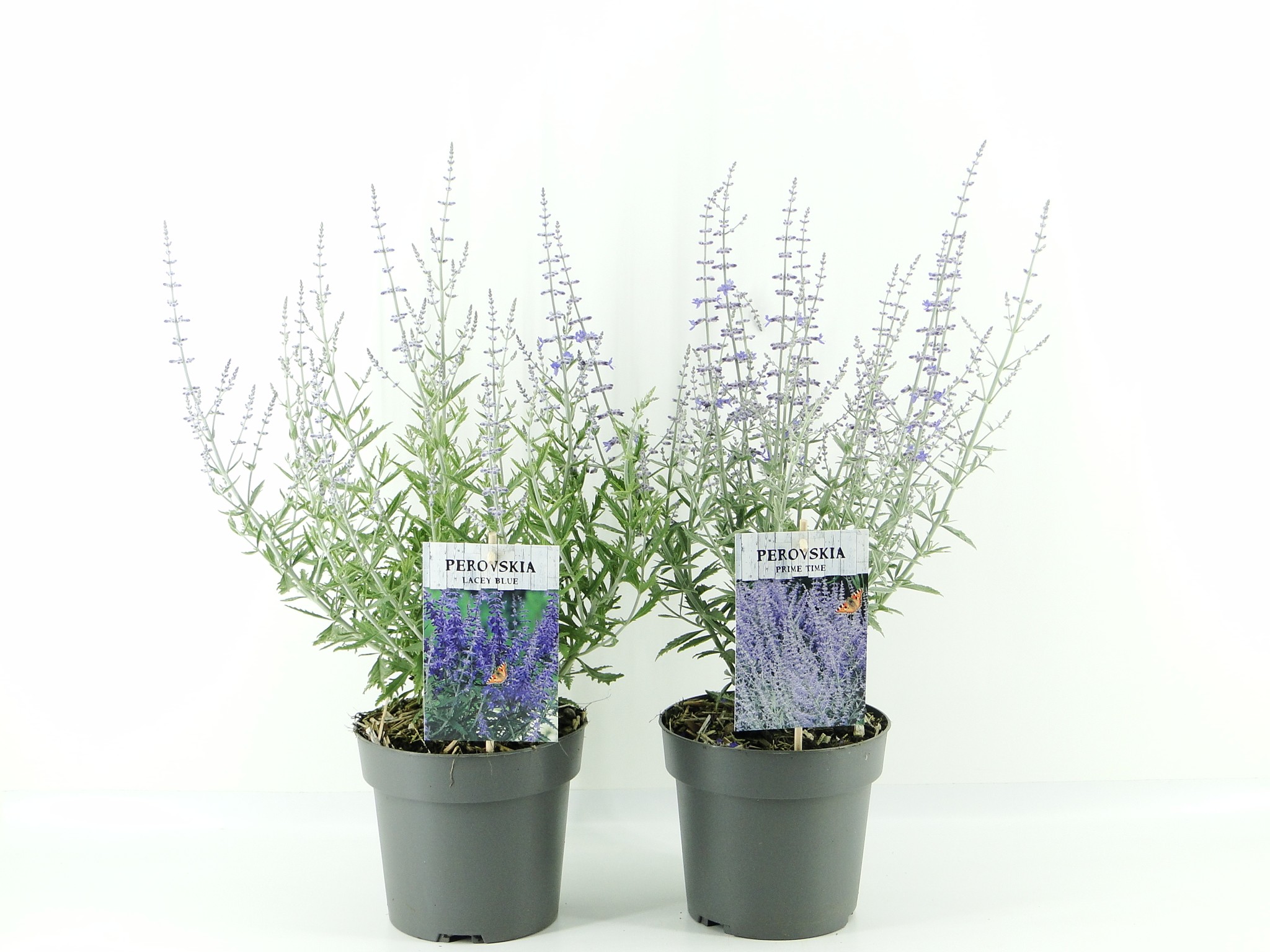 Picture of Perovskia atrip. (antraciet) C2 mix shelve