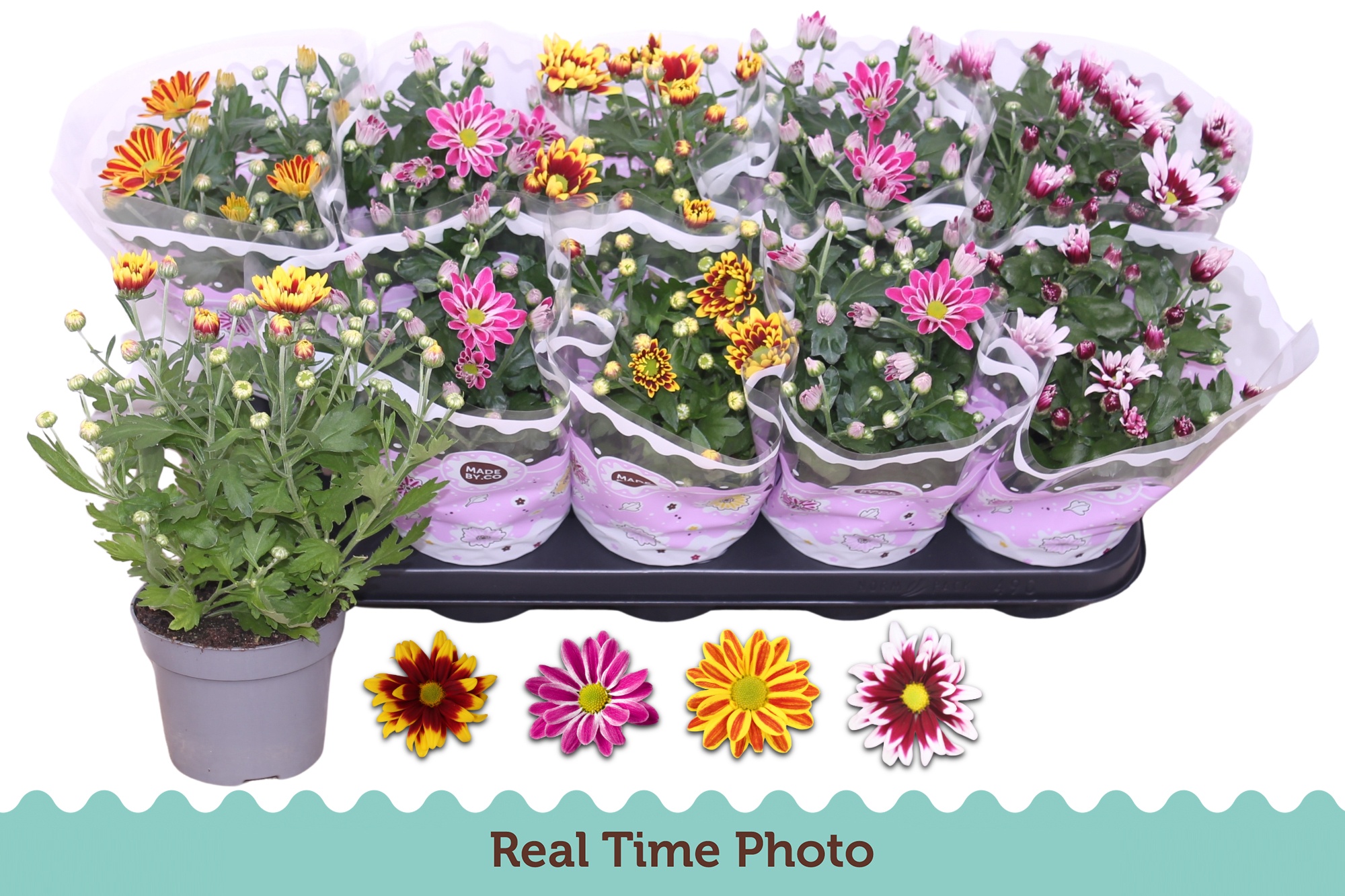 Chrys Gem 2 Kl Bloem 12Ø 25cm