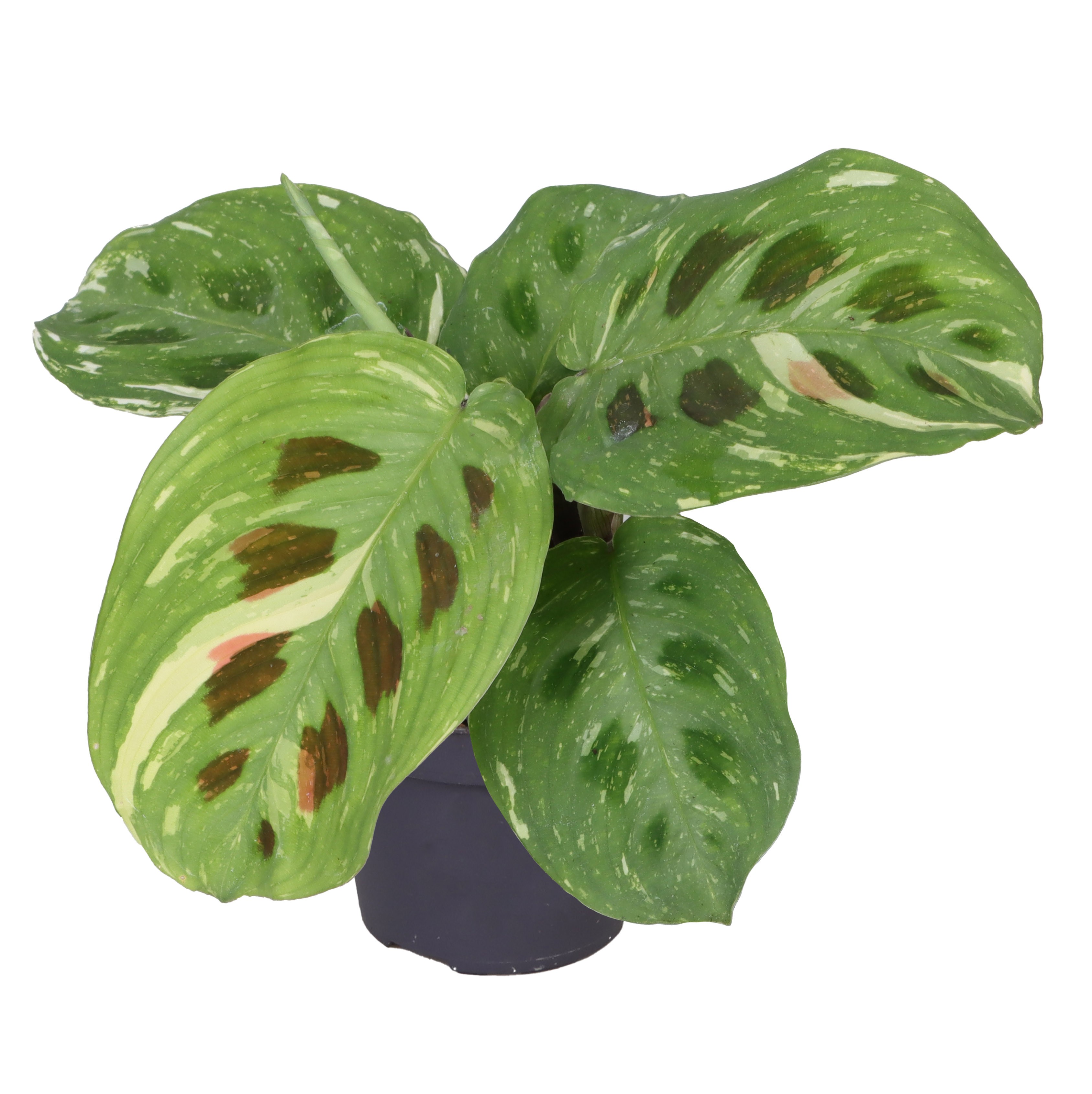 Picture of Calathea Kerchoveana Variegata P6 14CM