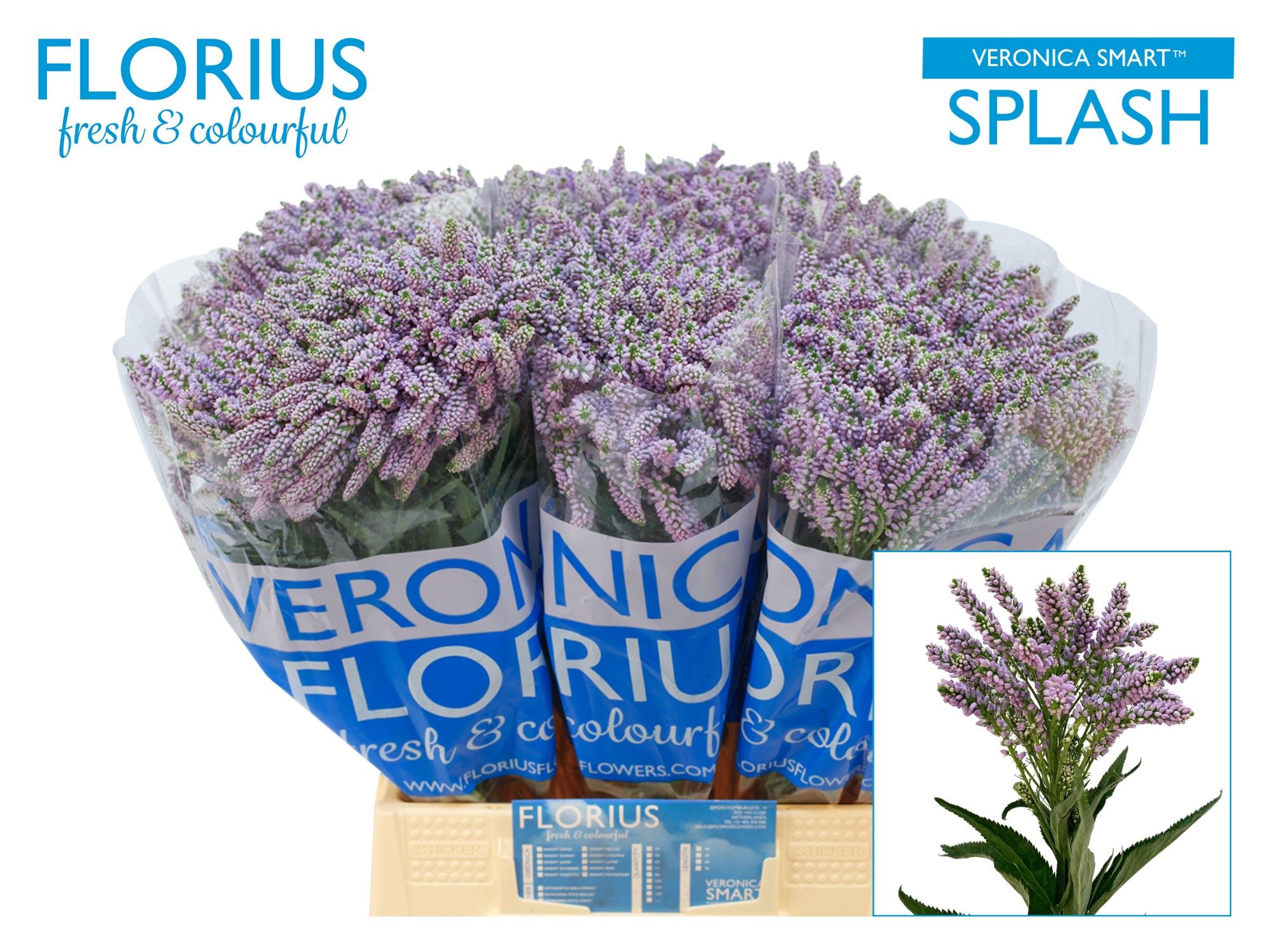 Veronica Smart Splash 50cm