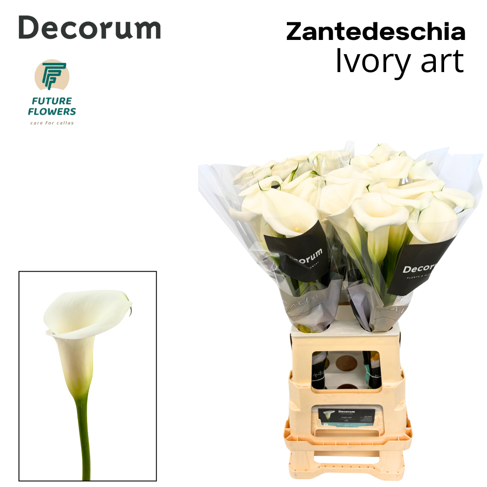 Zant Ivory Art