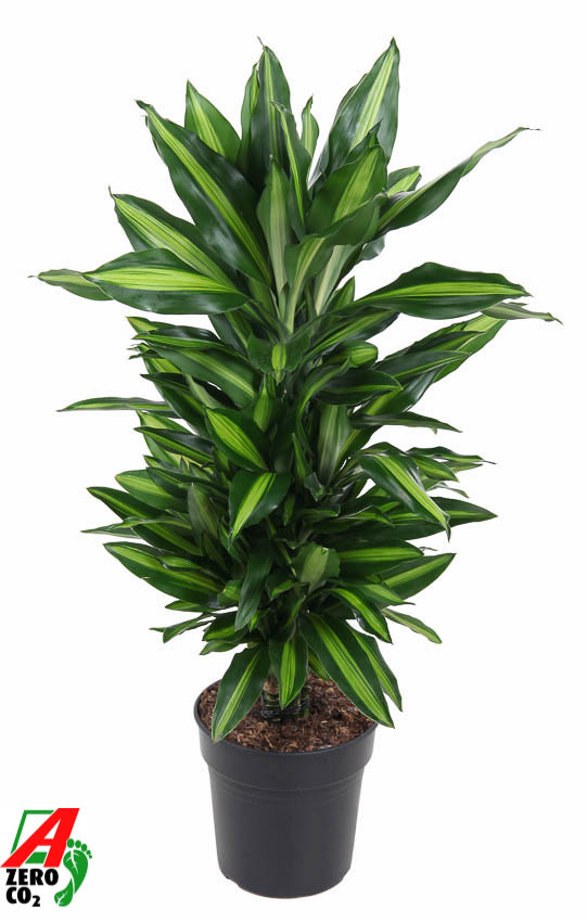 Picture of Dracaena Cintho branched P21 70CM