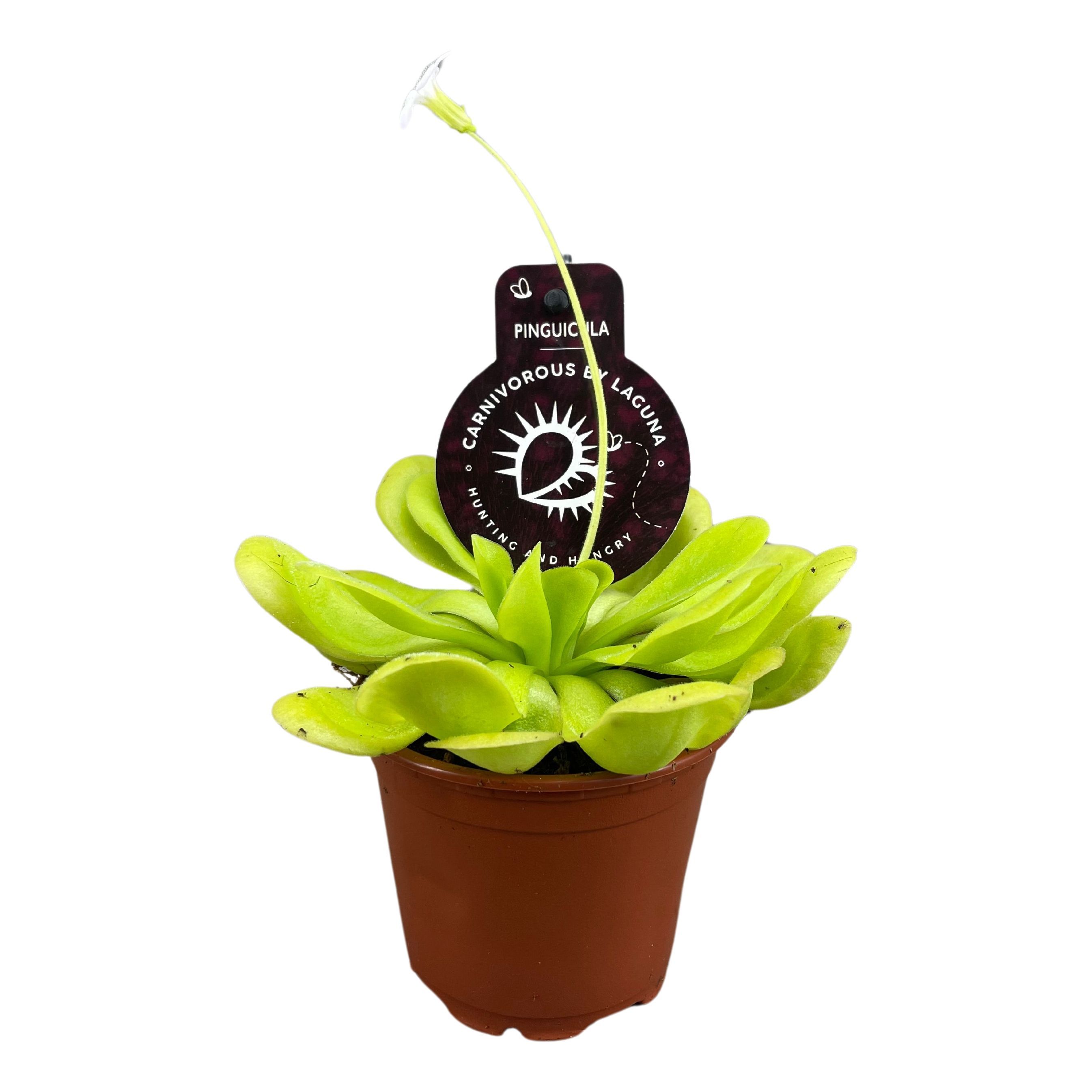 Vleesetende Planten 508P 10H