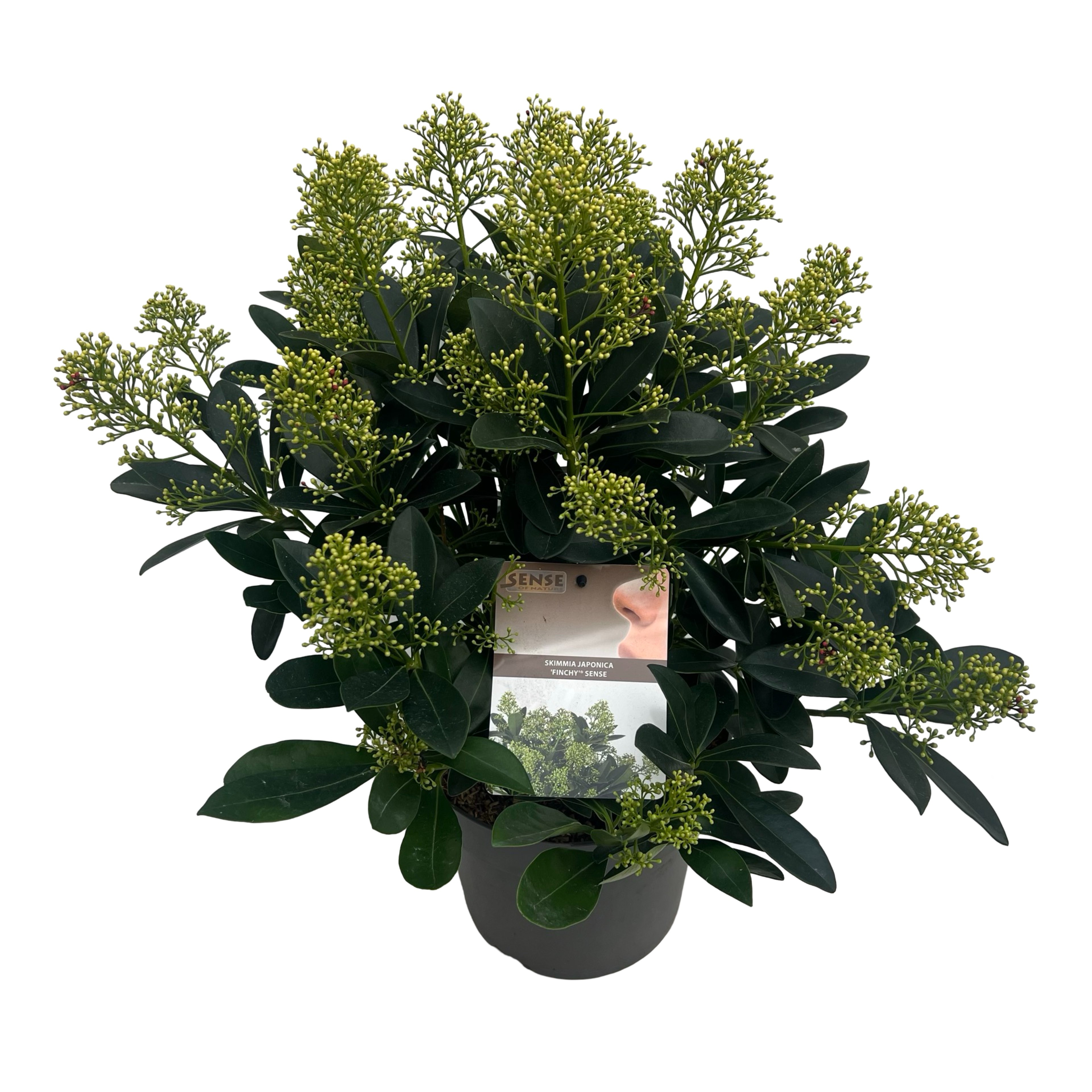 Picture of Skimmia jap. Finchy P23 (5 Ltr) (LOOSE)