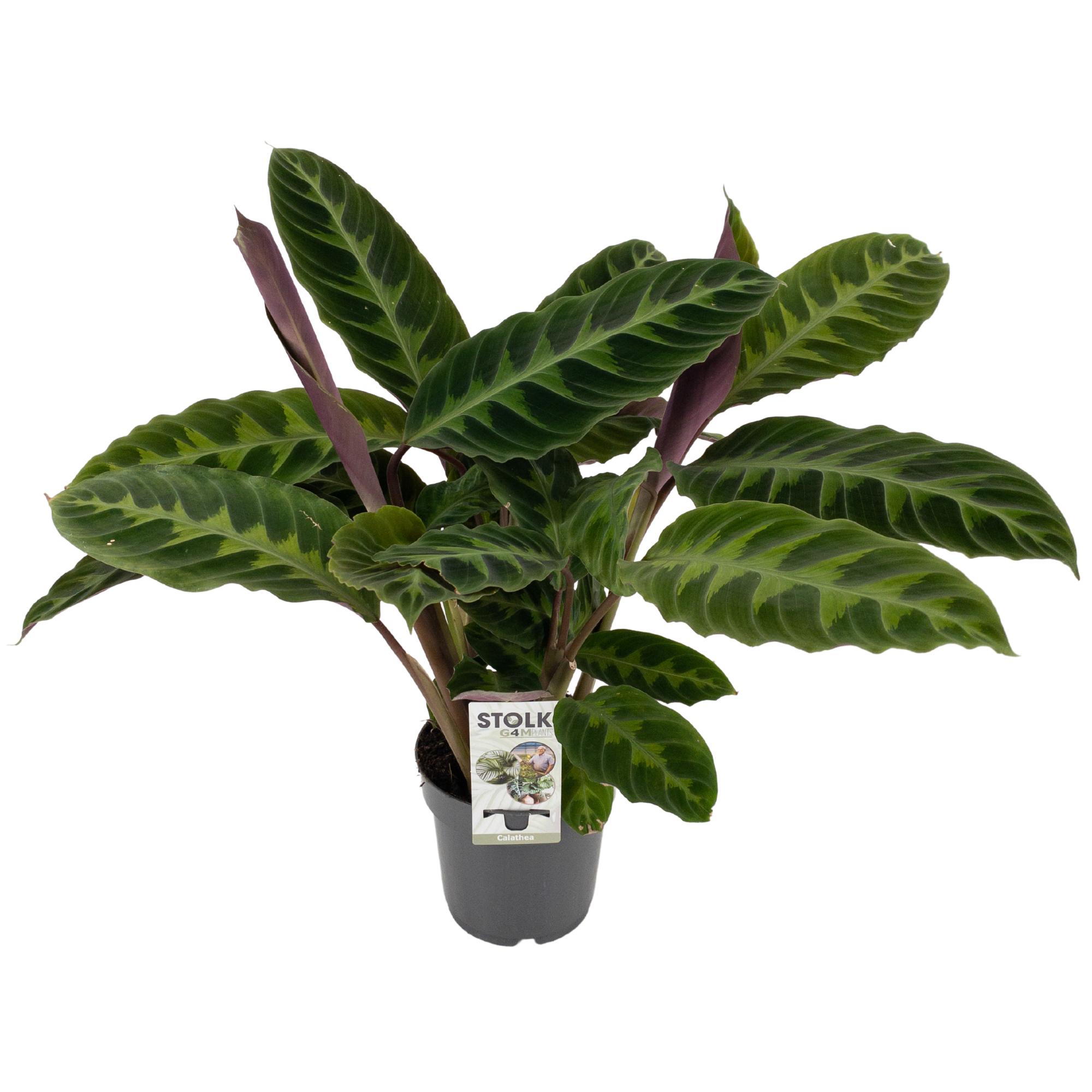 Picture of Calathea Warscewiczii P14 50CM