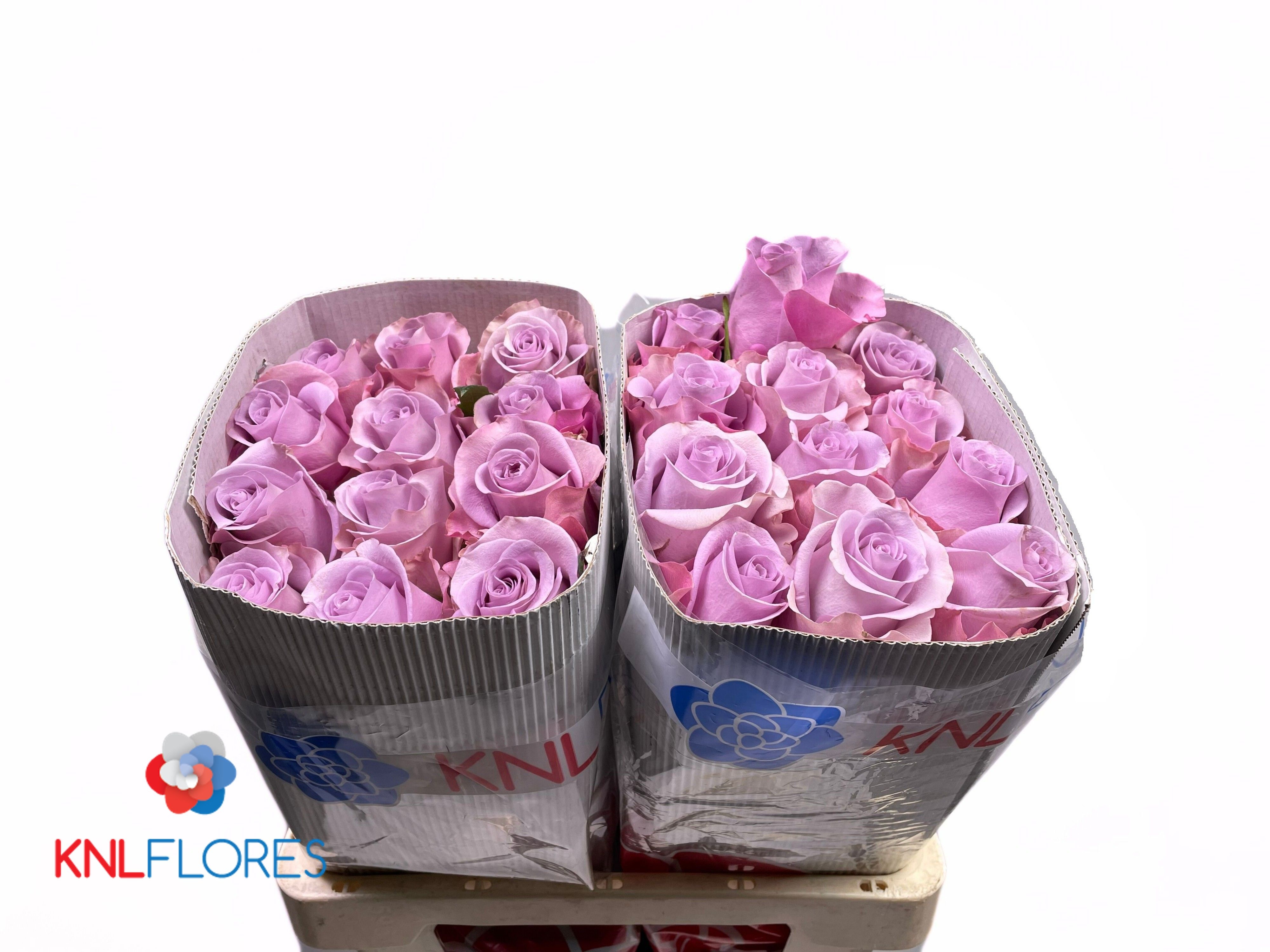 Rosa 60cm