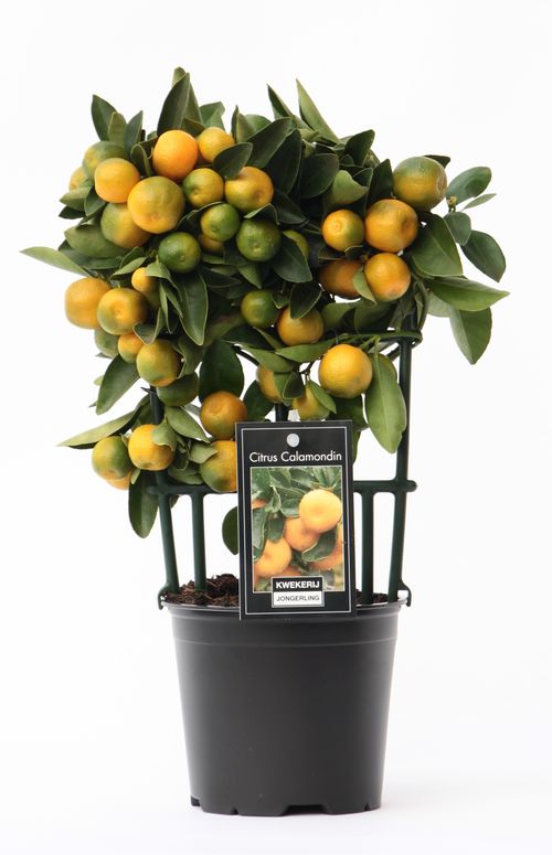 Citrus Calamondin p12 Jongerl