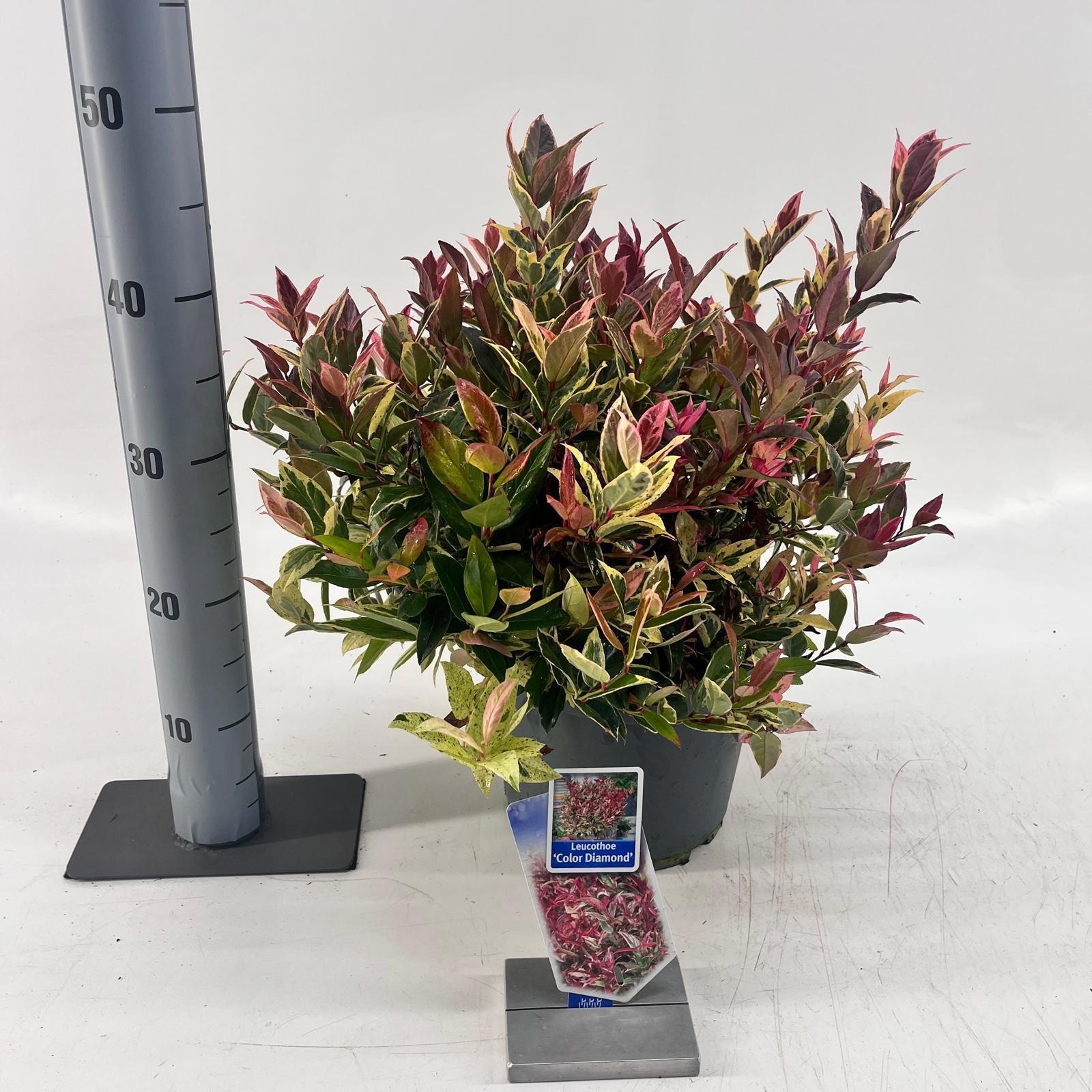 Leucothoe Dark Diamond ('Blule1801')