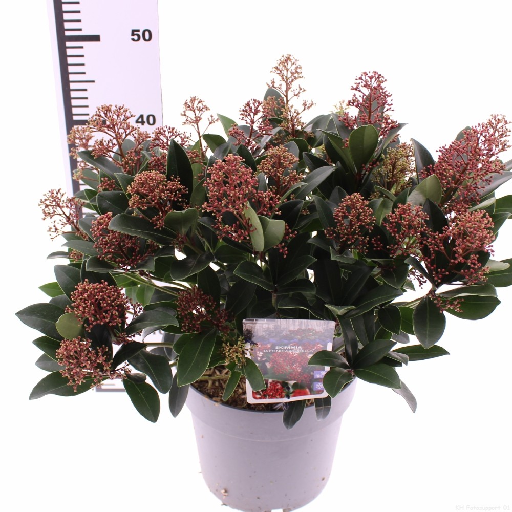 Picture of Skimmia jap. 'Rubella'