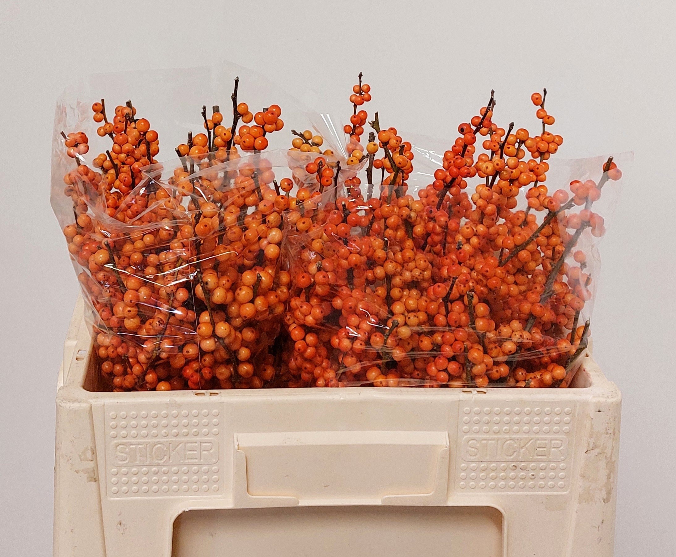 Ilex Winter Gold 50cm