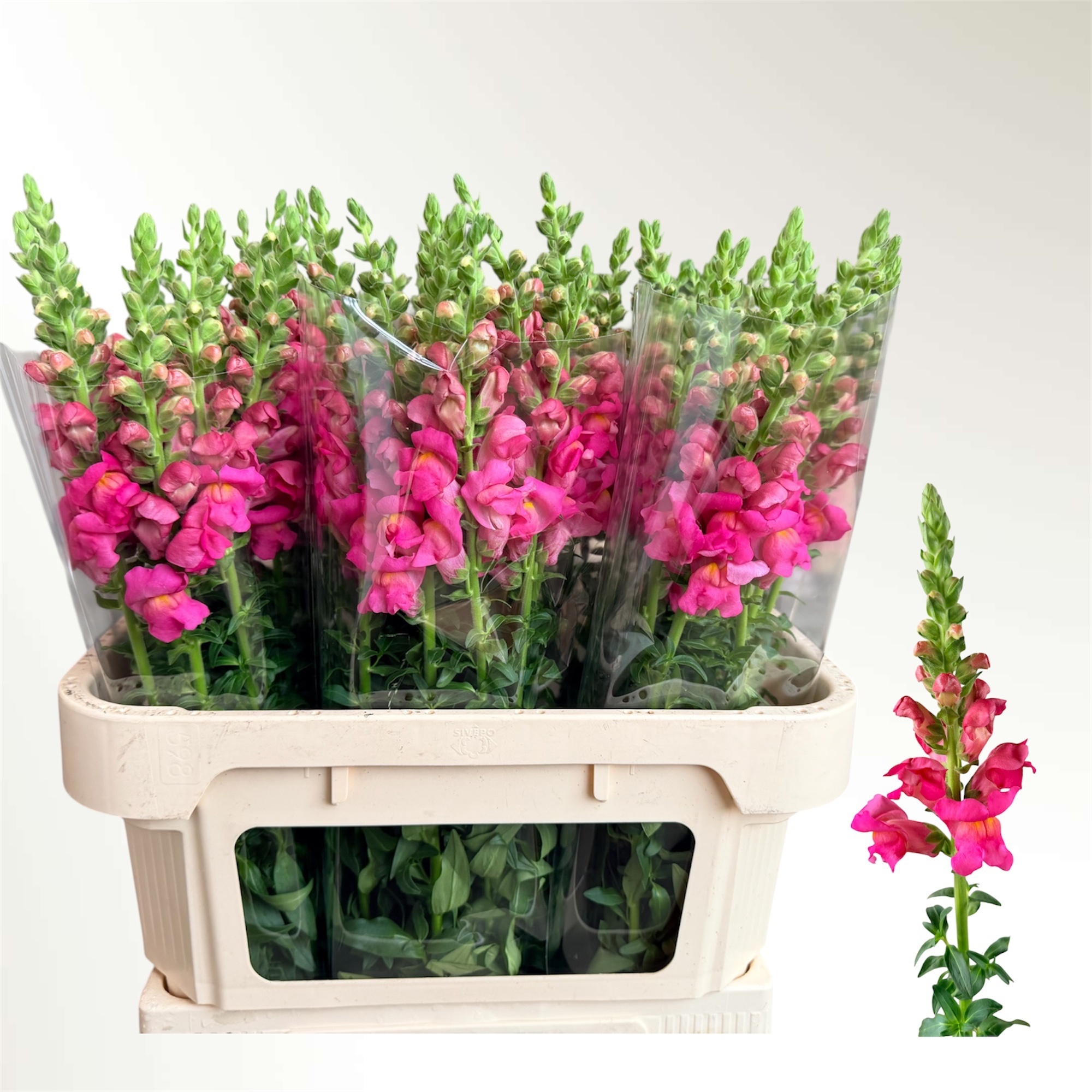 Antir Poto Cher Rose 75L.cm 23bloei