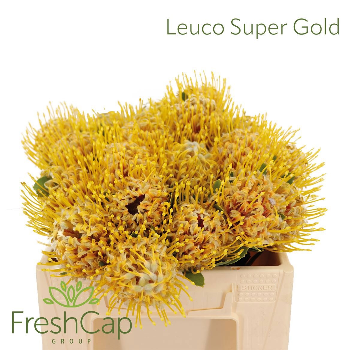 Leuco Super Gold 30cm