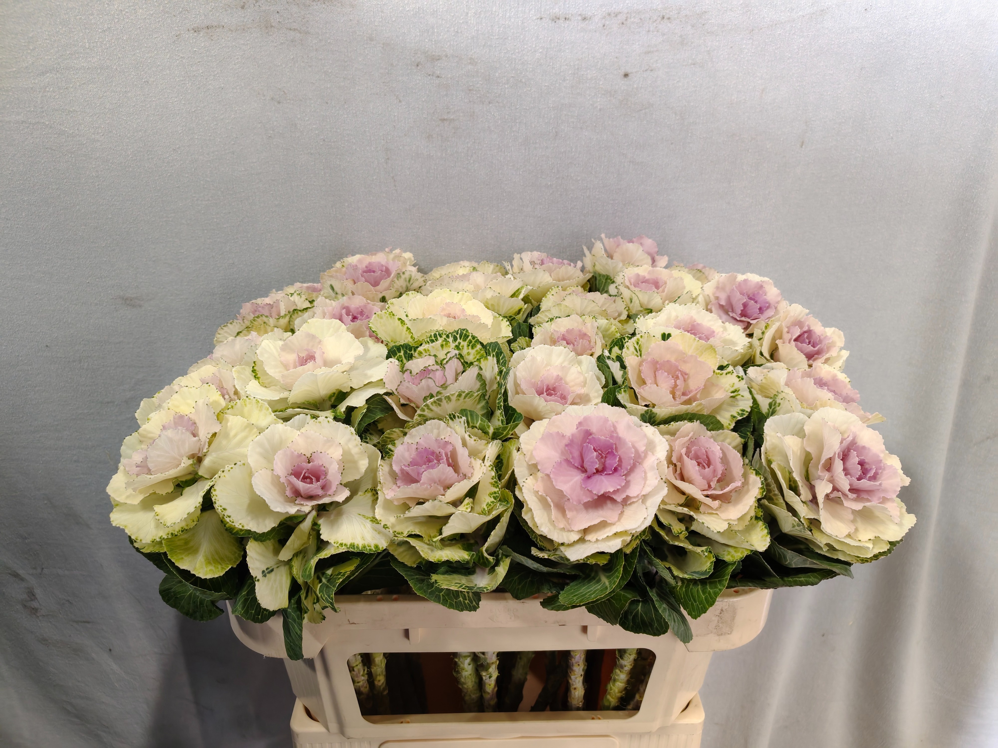 Brass Round White 70cm
