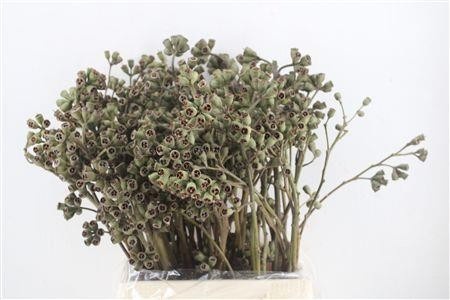 Euca Robusta Juv 55L.cm 300gram