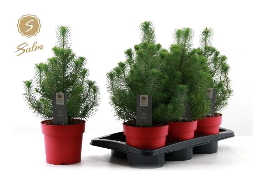 Pinus Silver Crest 17P 47H