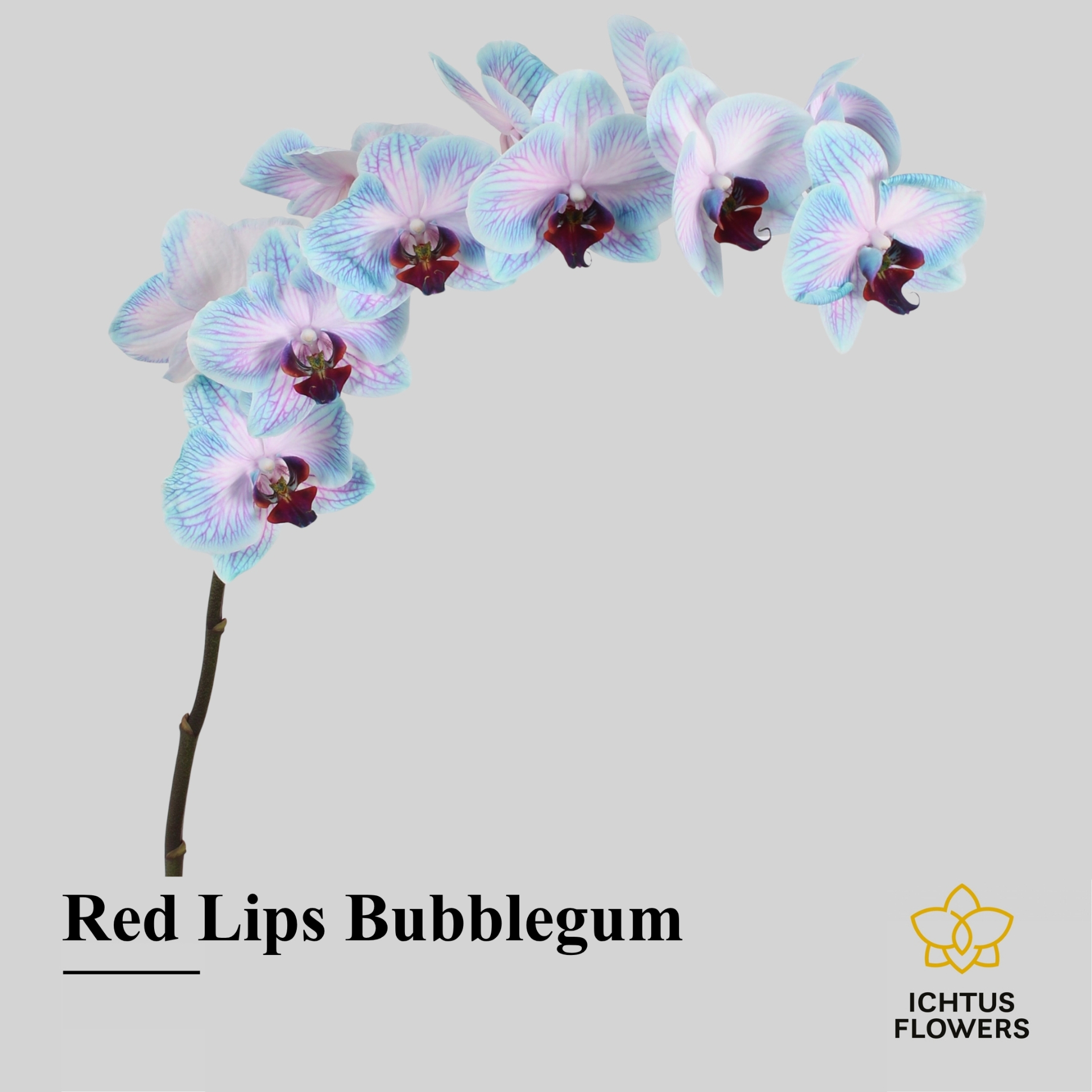 Phal Paint Red Lips Bubble Gum Tak 7-9