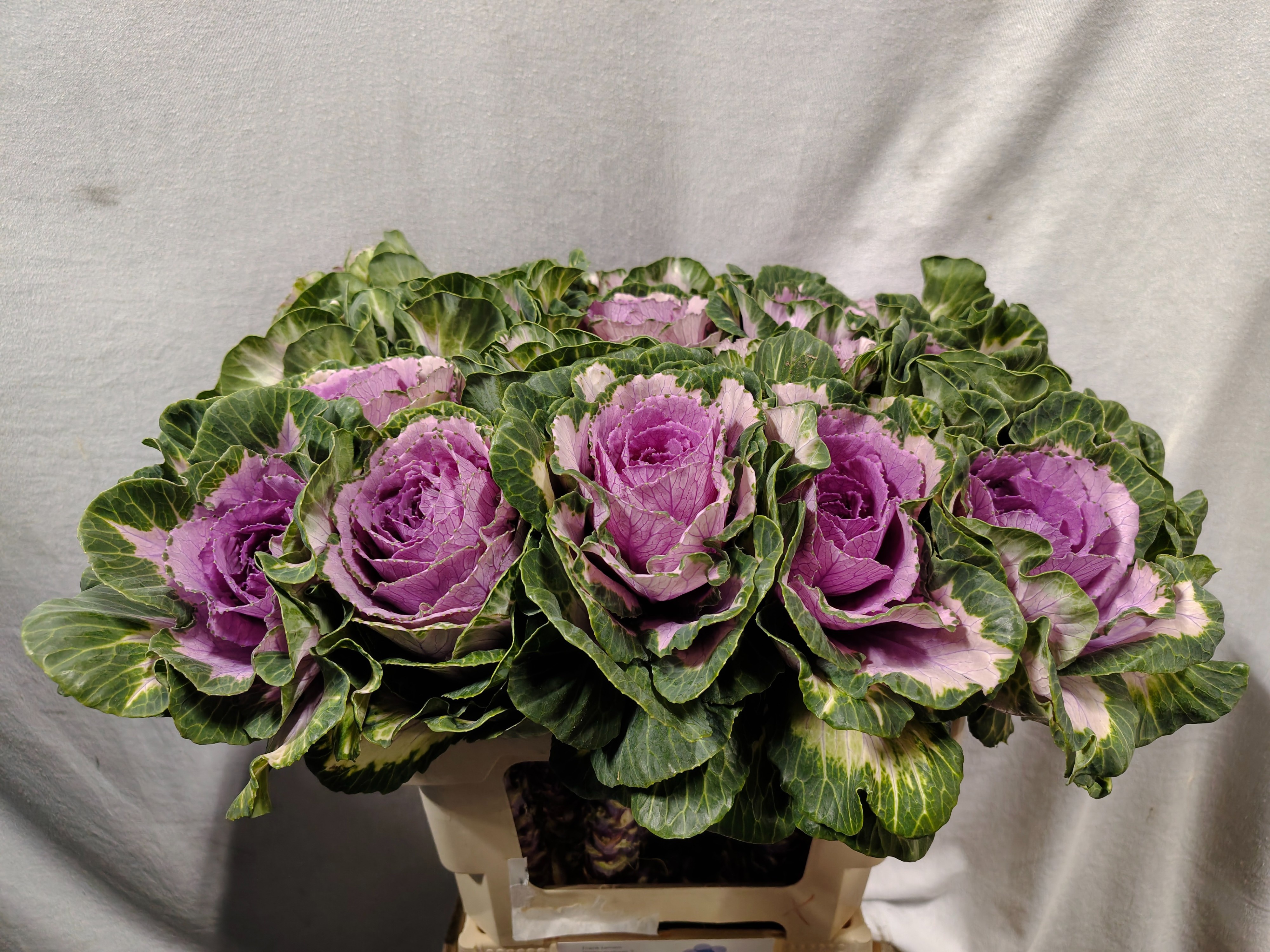 Brassica Crane Pink 60cm