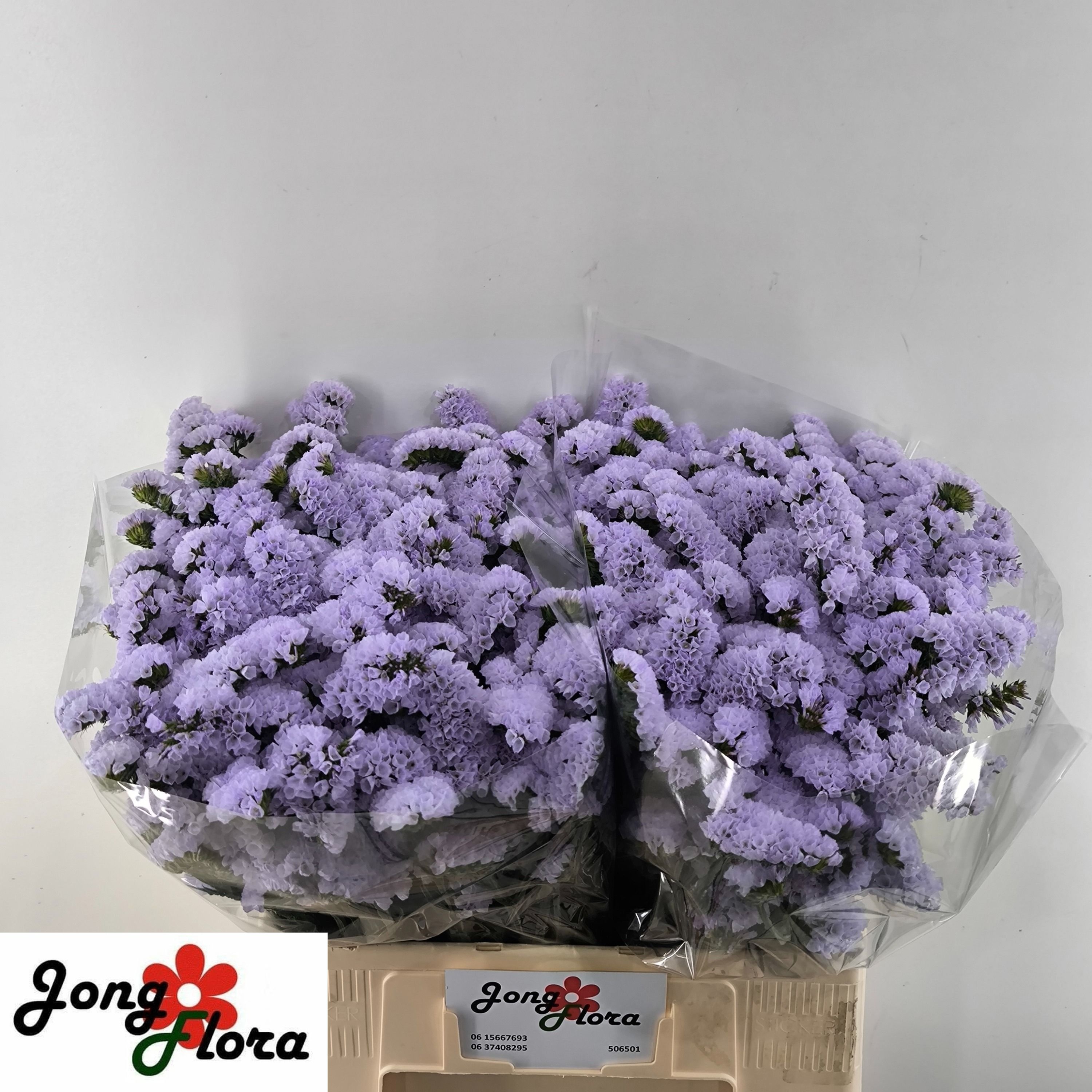 Limonium St Donau Birds 60cm 23gram