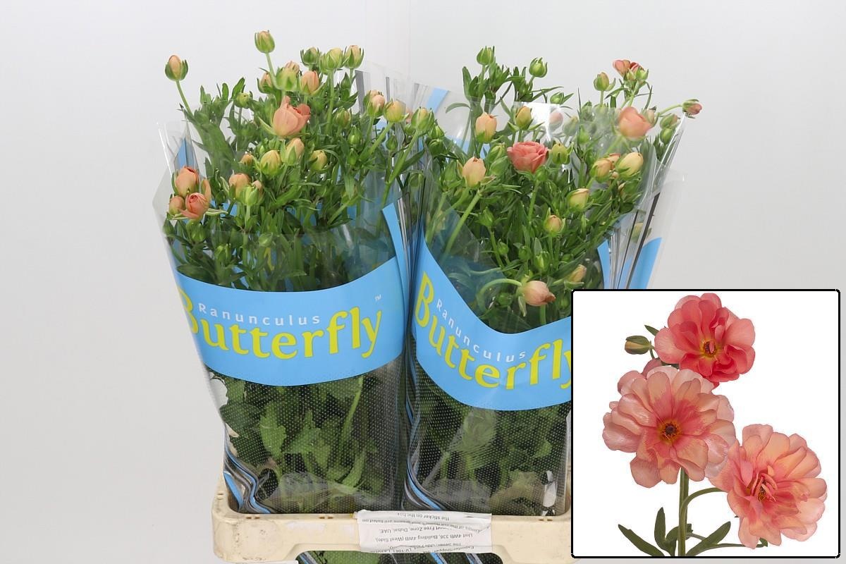 Ranunculus Butterfly Eris 70cm