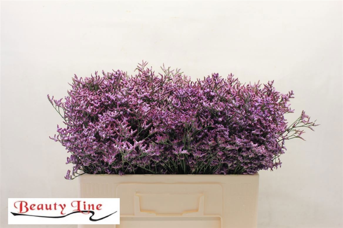 Lim Saf Lilac
