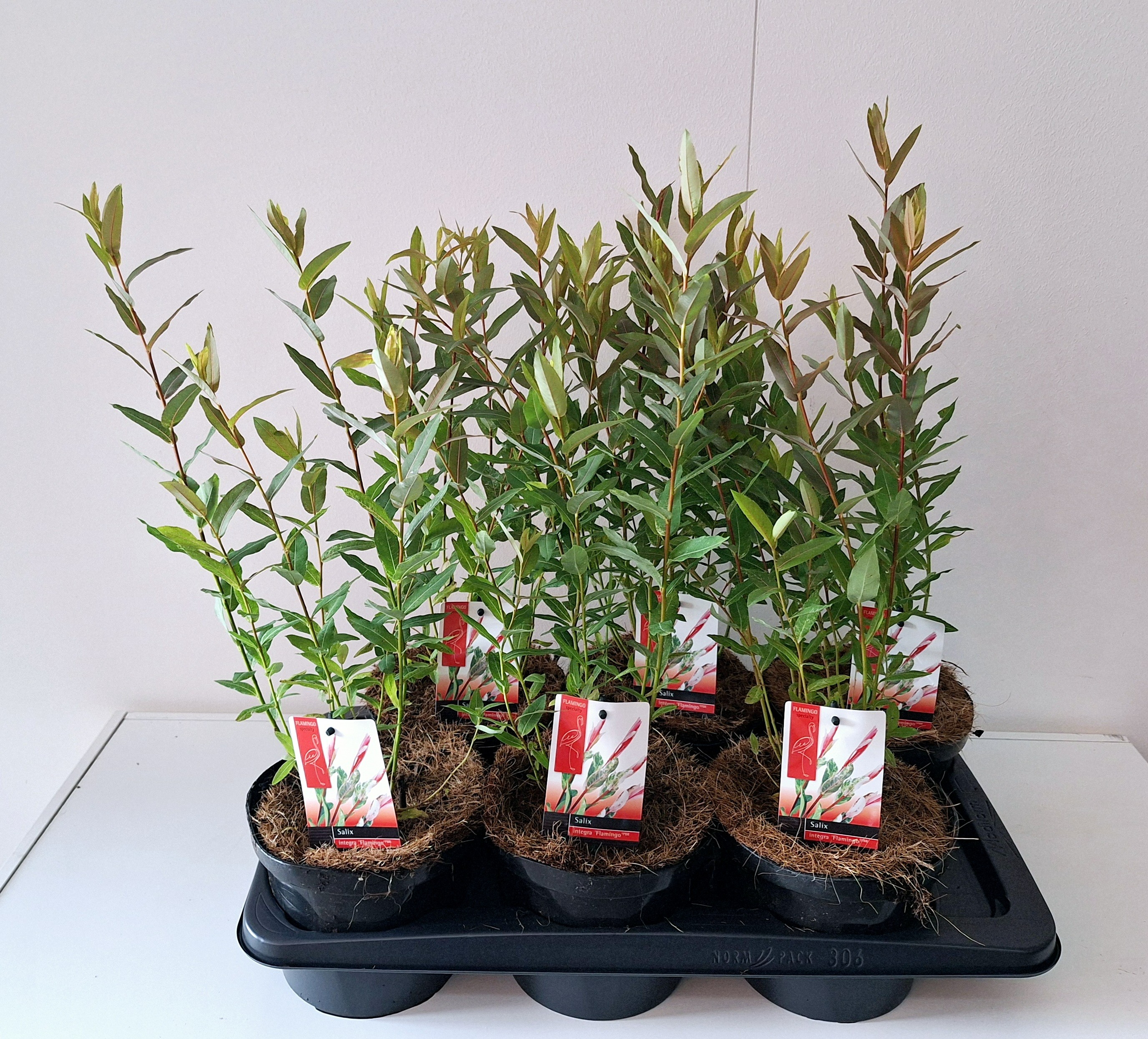 Picture of Salix integra Flamingo P17 (2 Ltr)