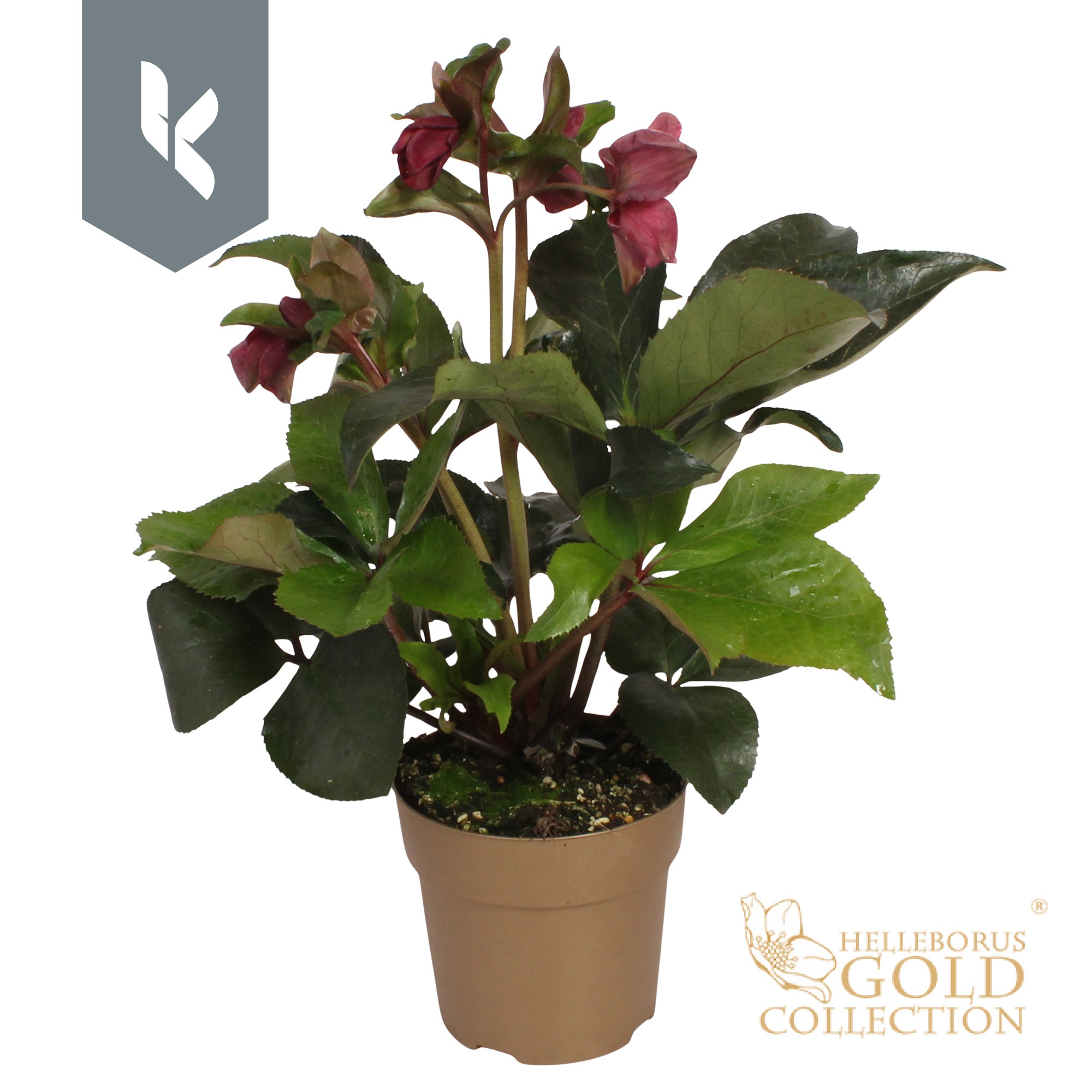 Picture of HGC Helleborus Ice N Roses Early Red P15 GOLD-COLLECTION