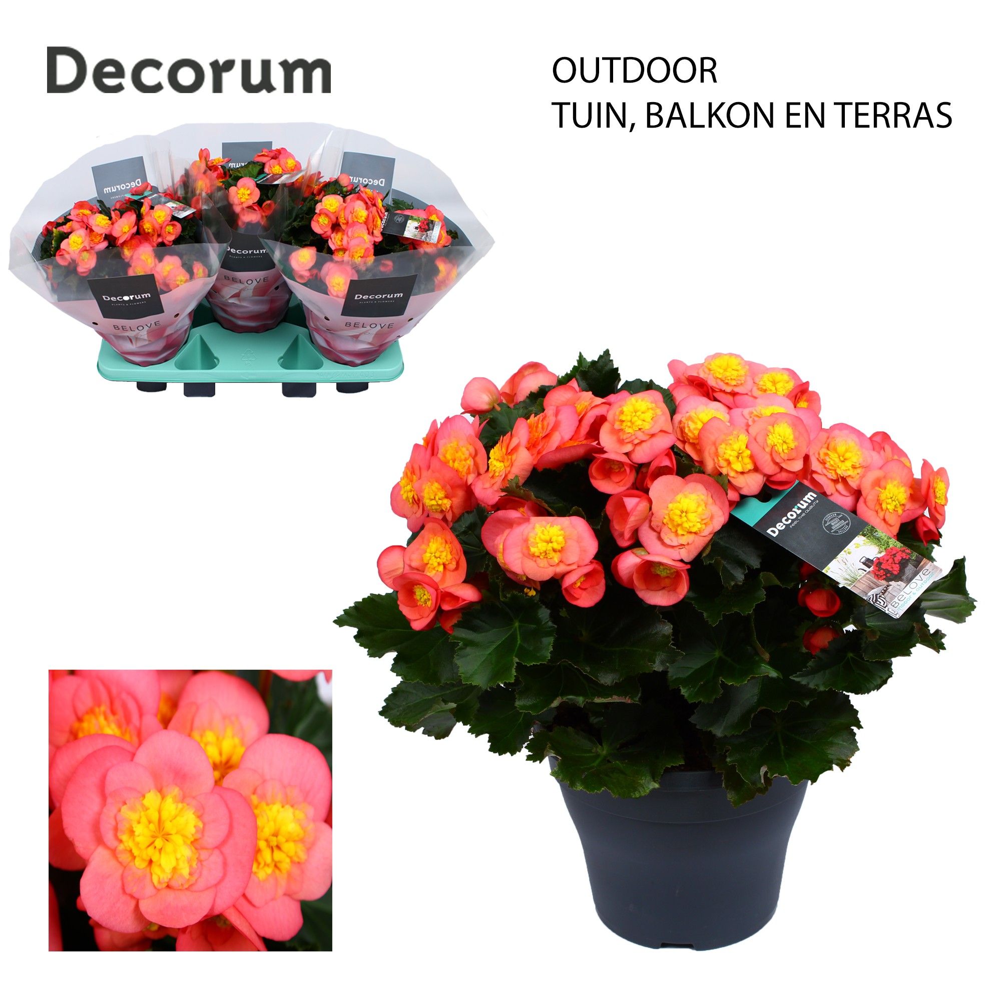 Begonia BELOVE Peach Outdoor Decorum