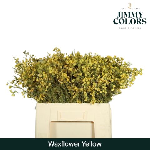 Waxflower L60 Yellow