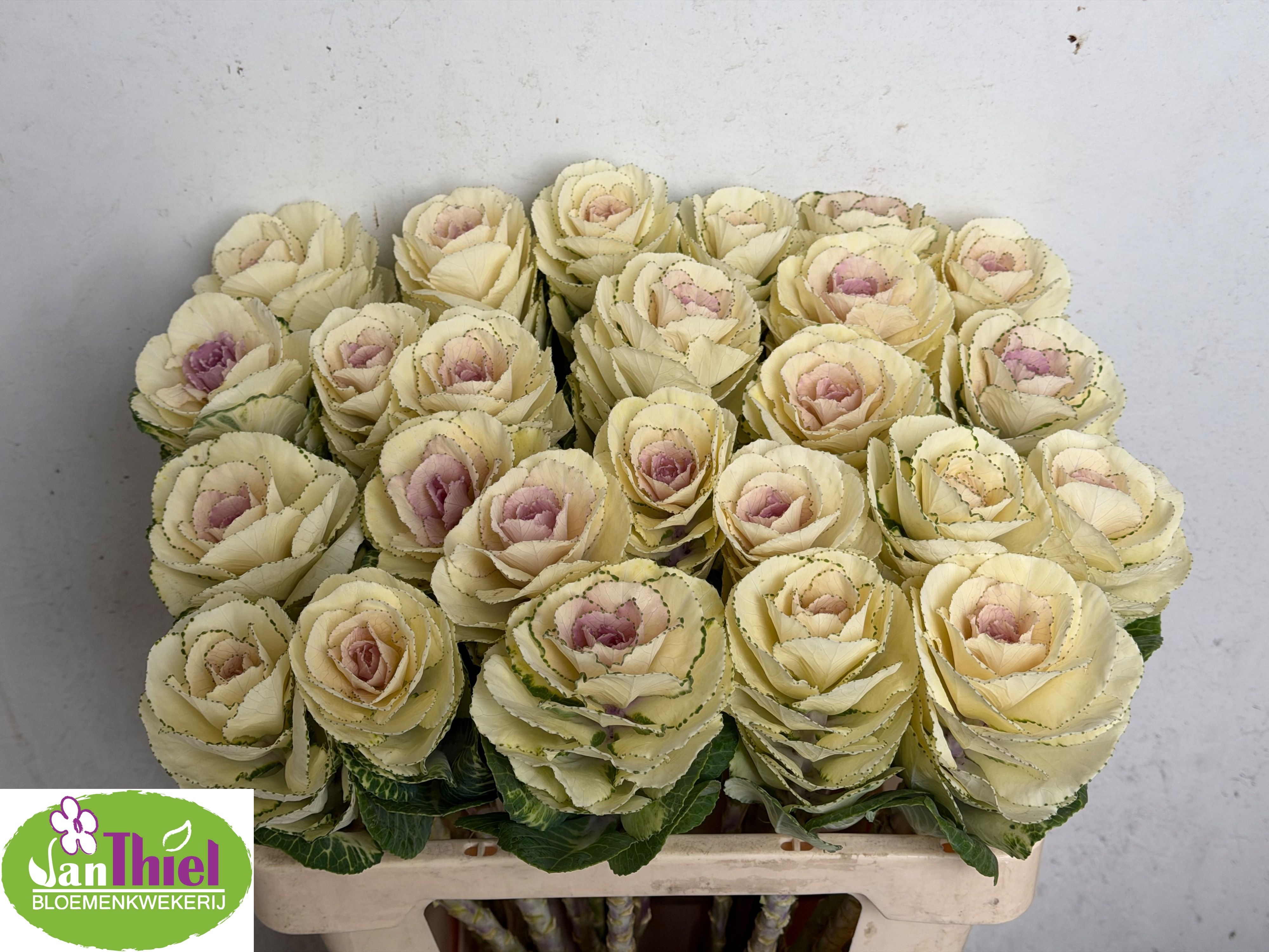 Brassica White Crane 50cm