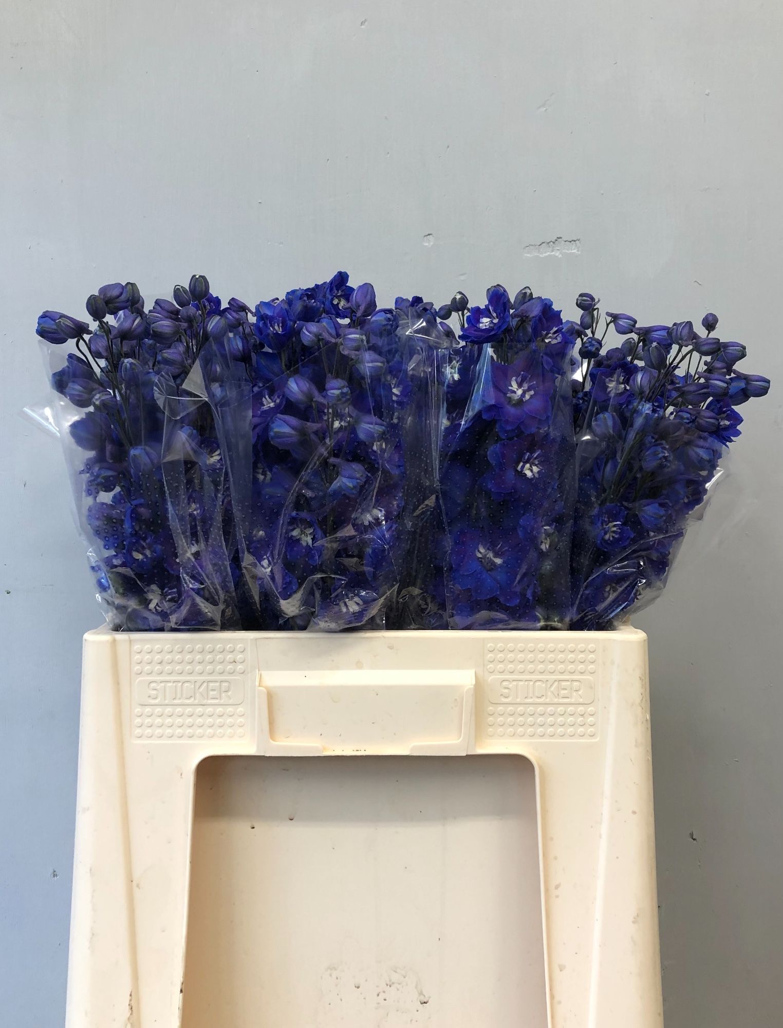 Delphinium El Double Dewi Blue Star 60cm