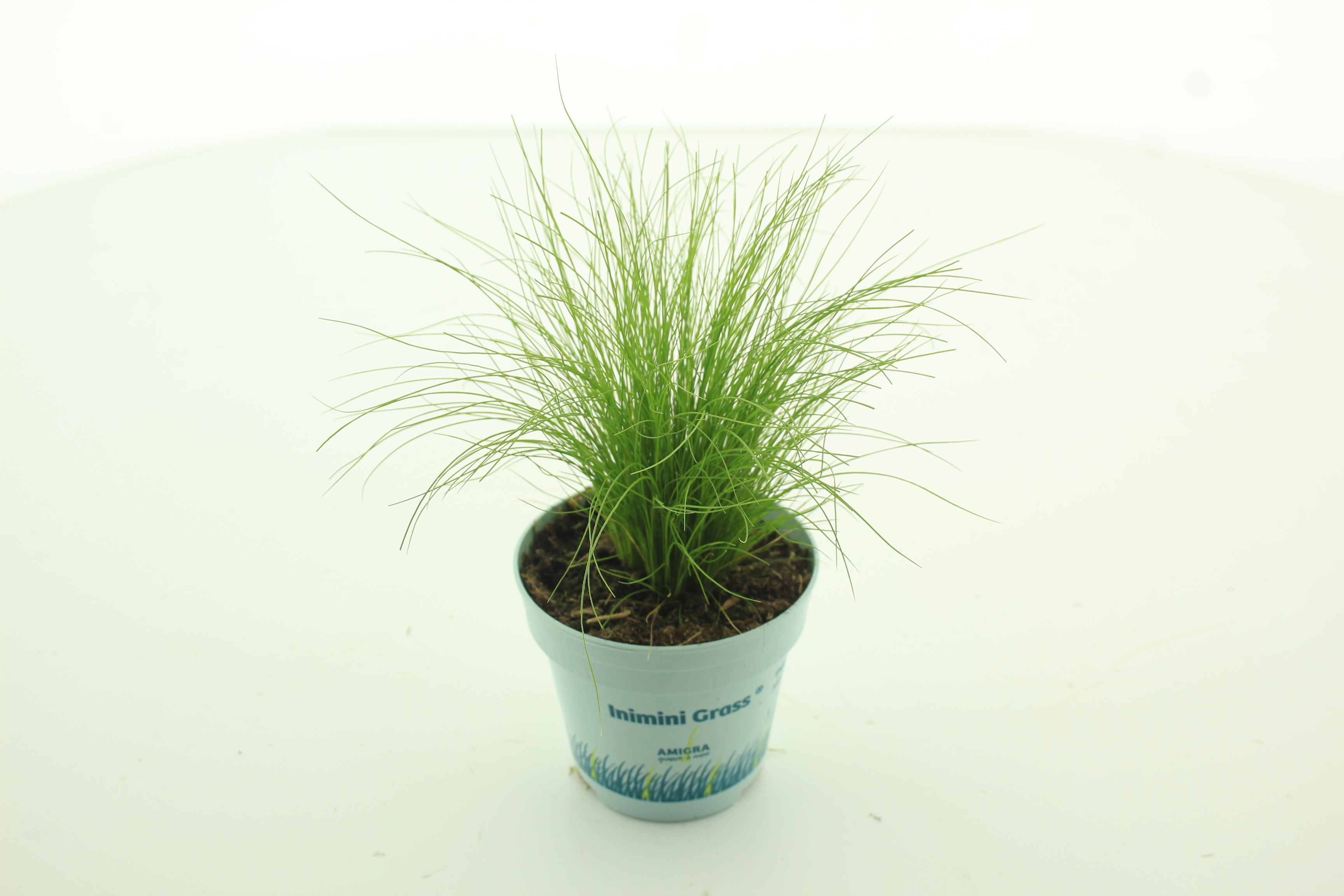 Picture of Stipa tenuifolia 'Ponytails'