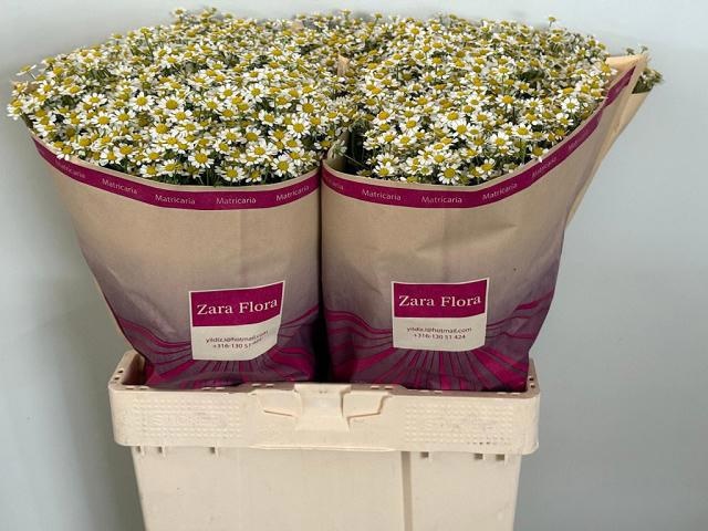 Tanacetum Cameron 50cm
