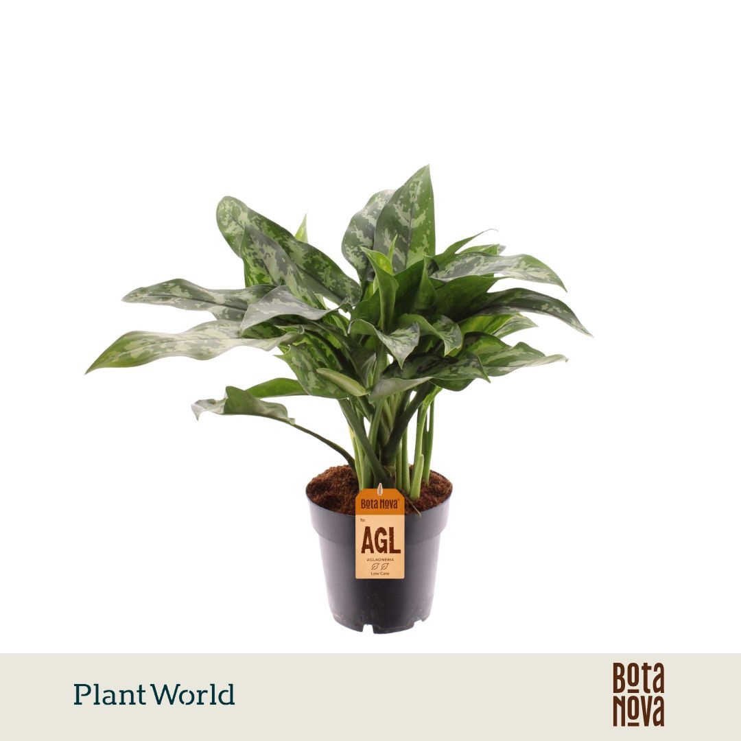 Aglaonema 'Maria'