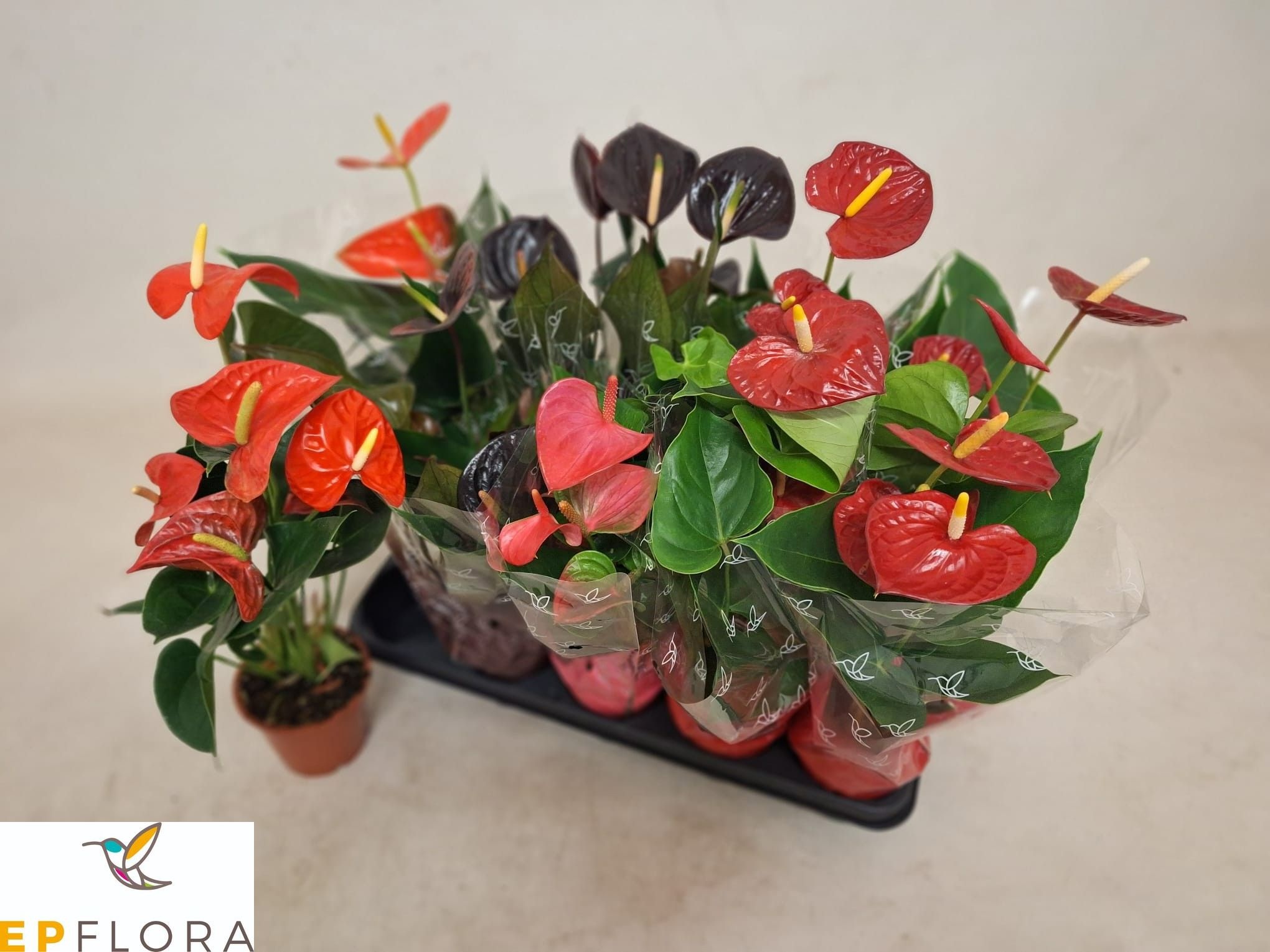 Anthu A Gemengd 4 Kl 12Ø 50cm