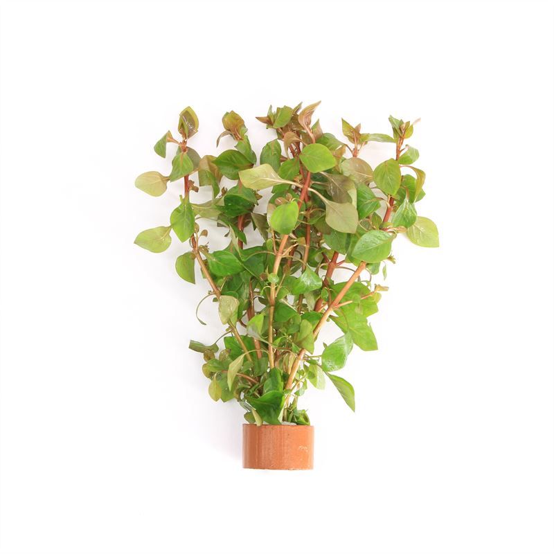Ludwigia palustris rood (TCR)