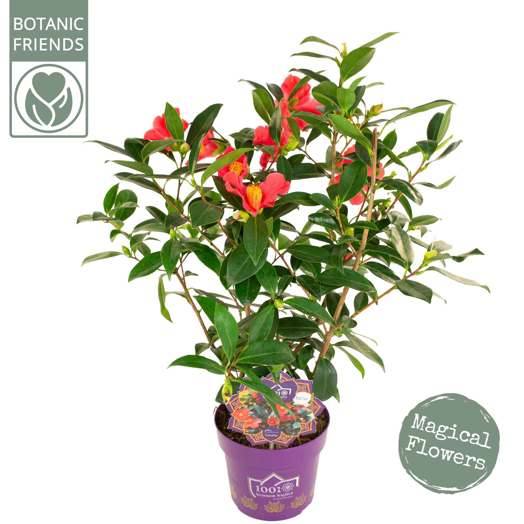 Camellia C. '1001 Summer Nights' Premium