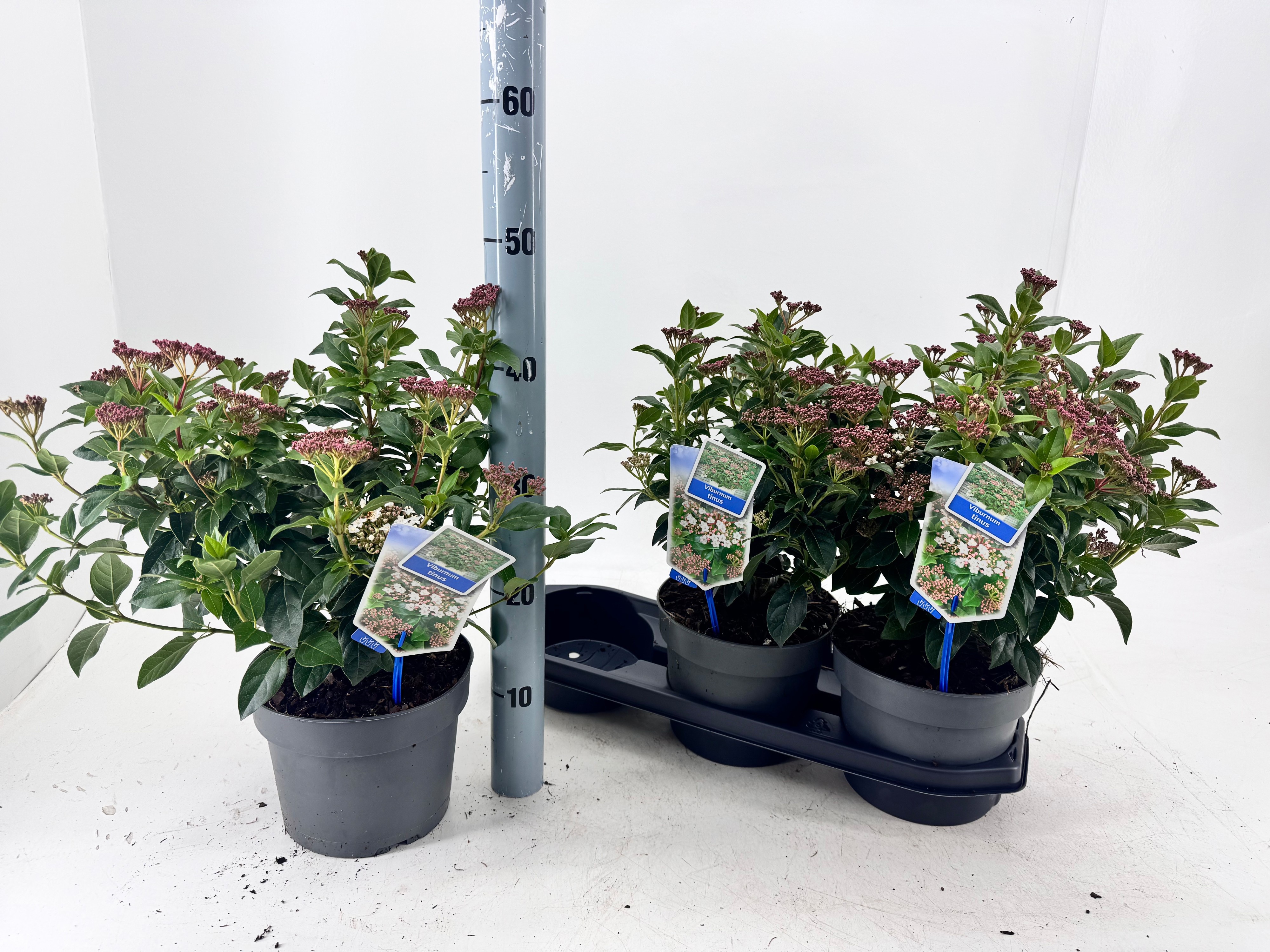 Viburnum Tinus 45cm