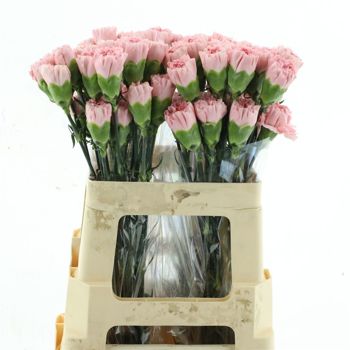 Dianthus St Doncel 50cm