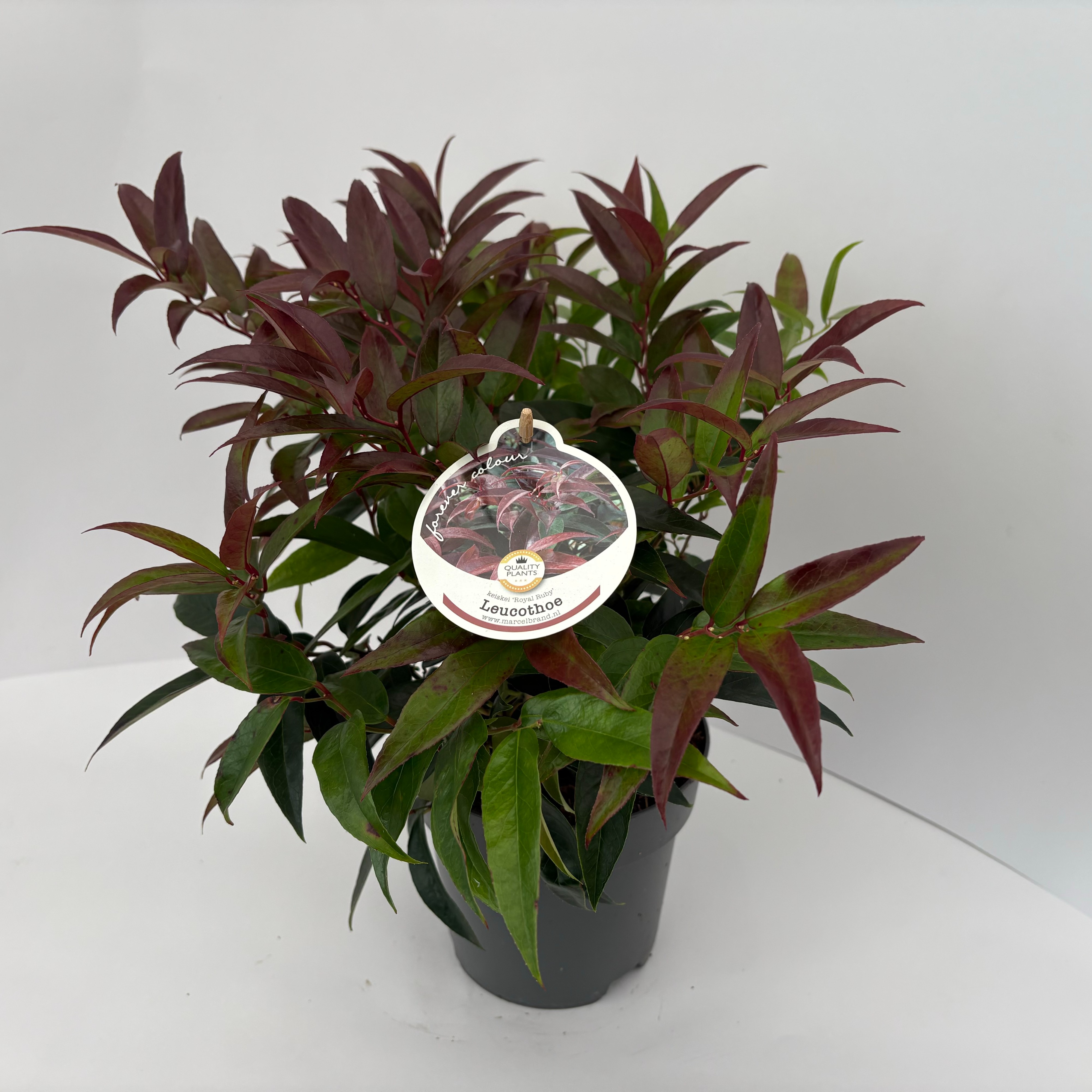 Picture of Leucothoe keiskei Royal Ruby P17 (2 Ltr)