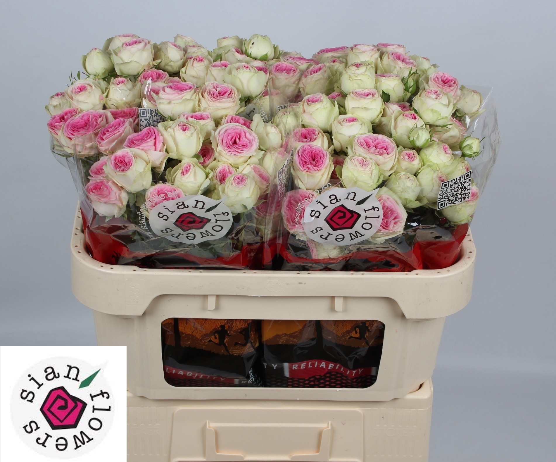 Rosa Spr Gelato 70cm