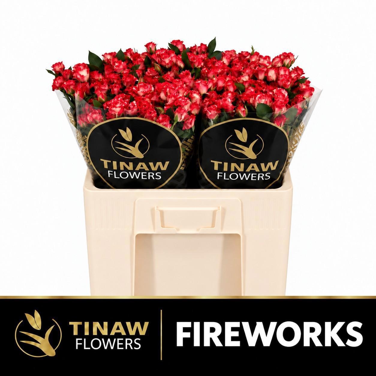 Rosa Spr Fireworks 50cm