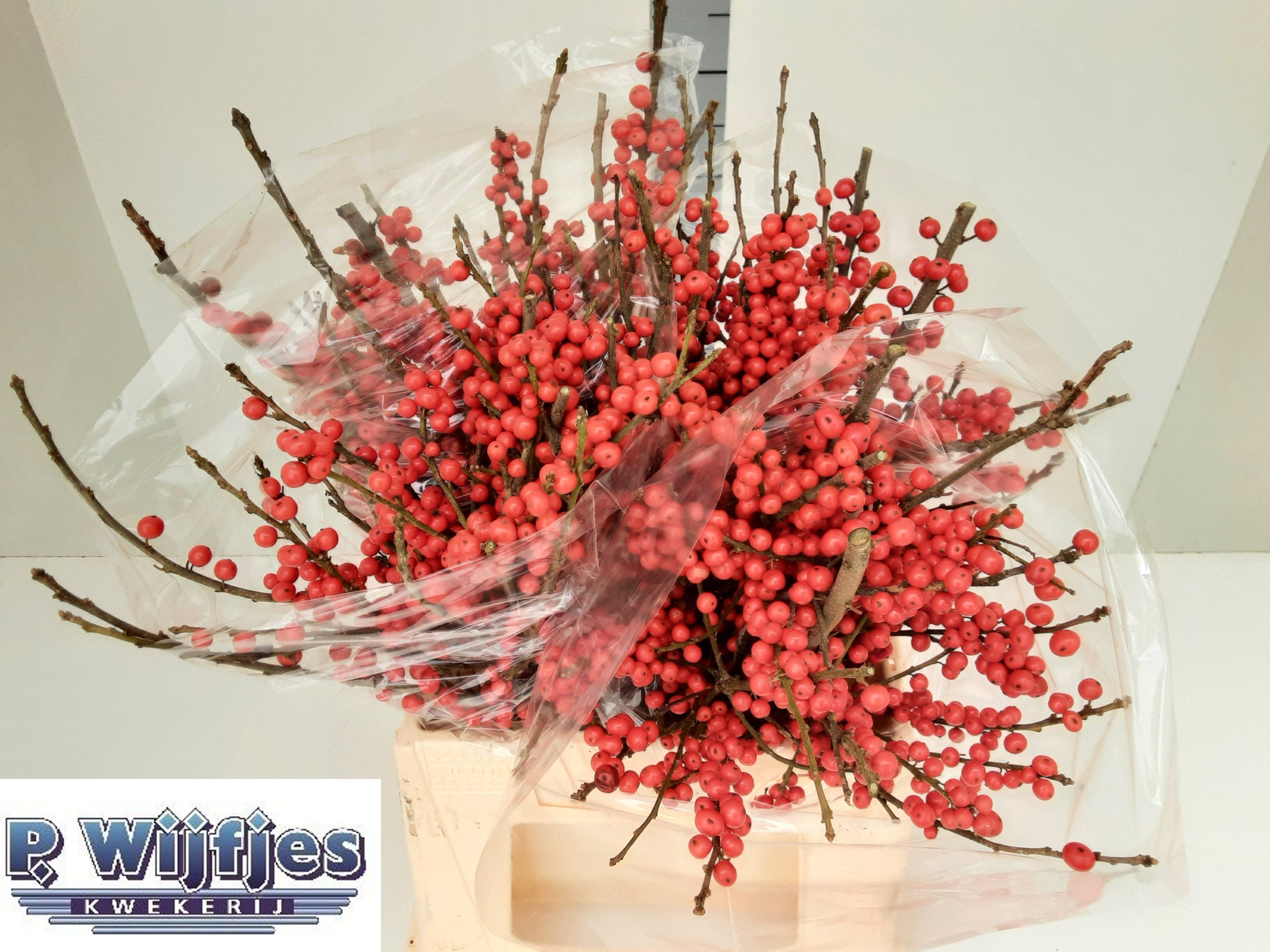 Ilex Verticlilata 40cm