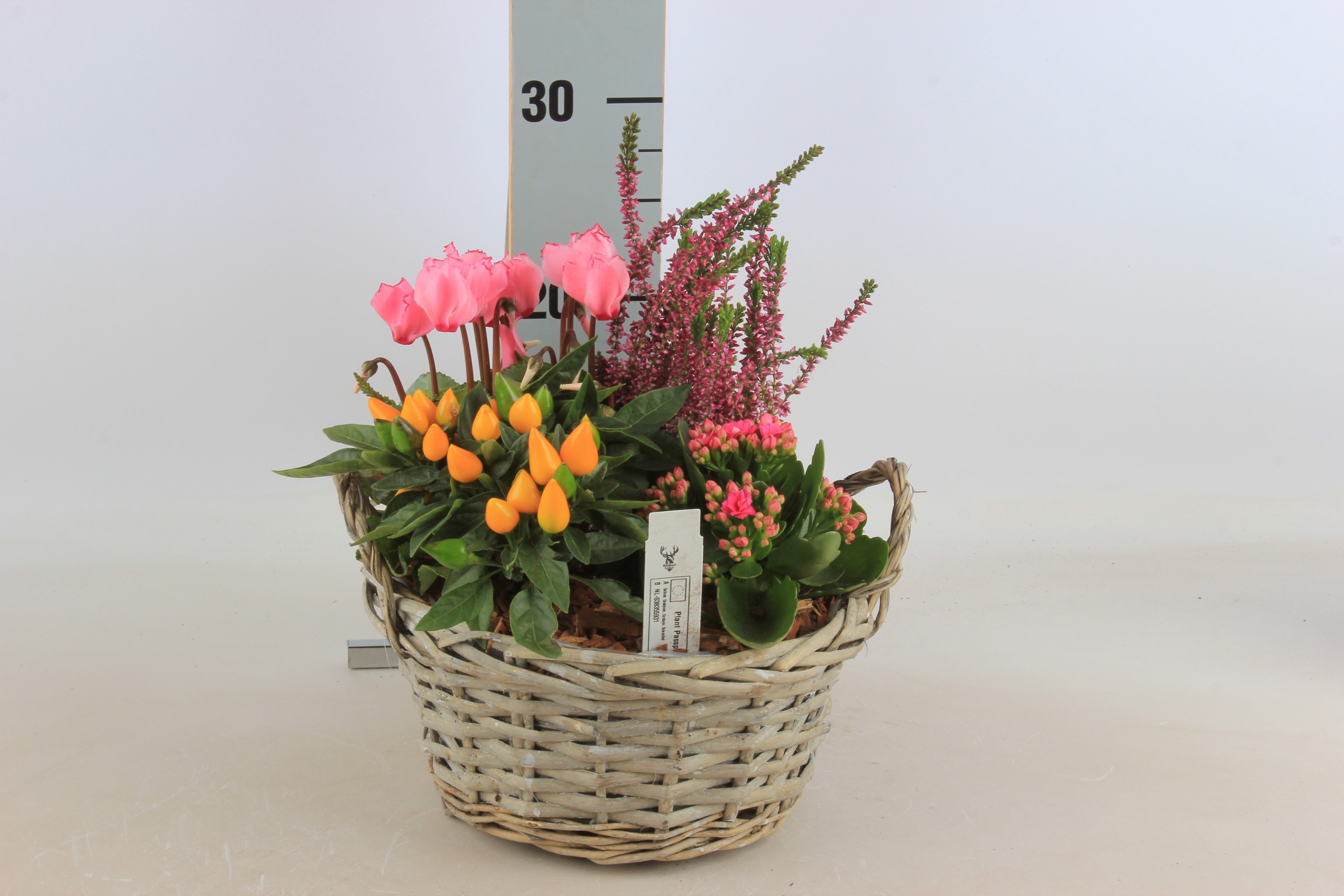 Arr Tuinplanten 23P 30cm 12bloei