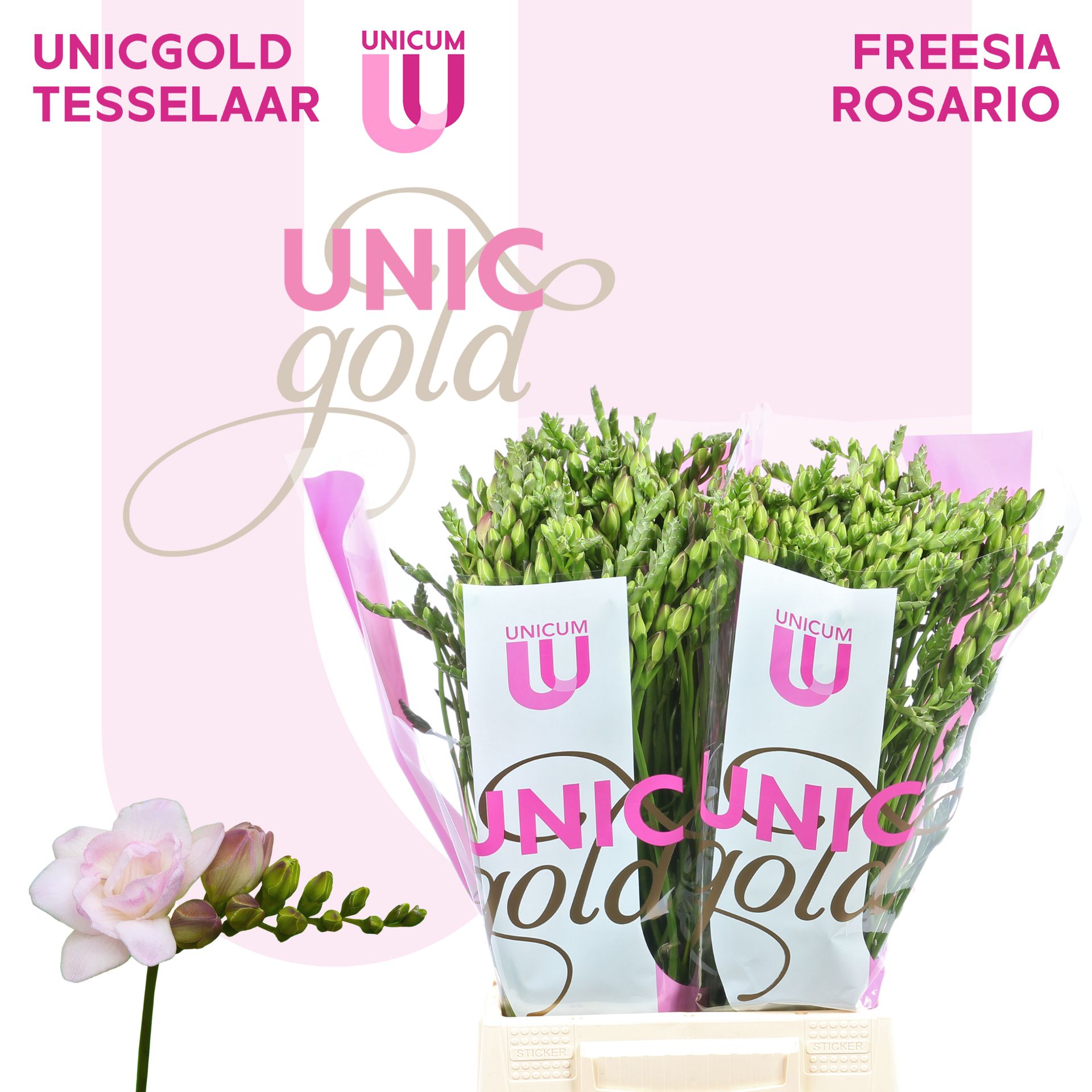 Freesia Double Rosario 20gram
