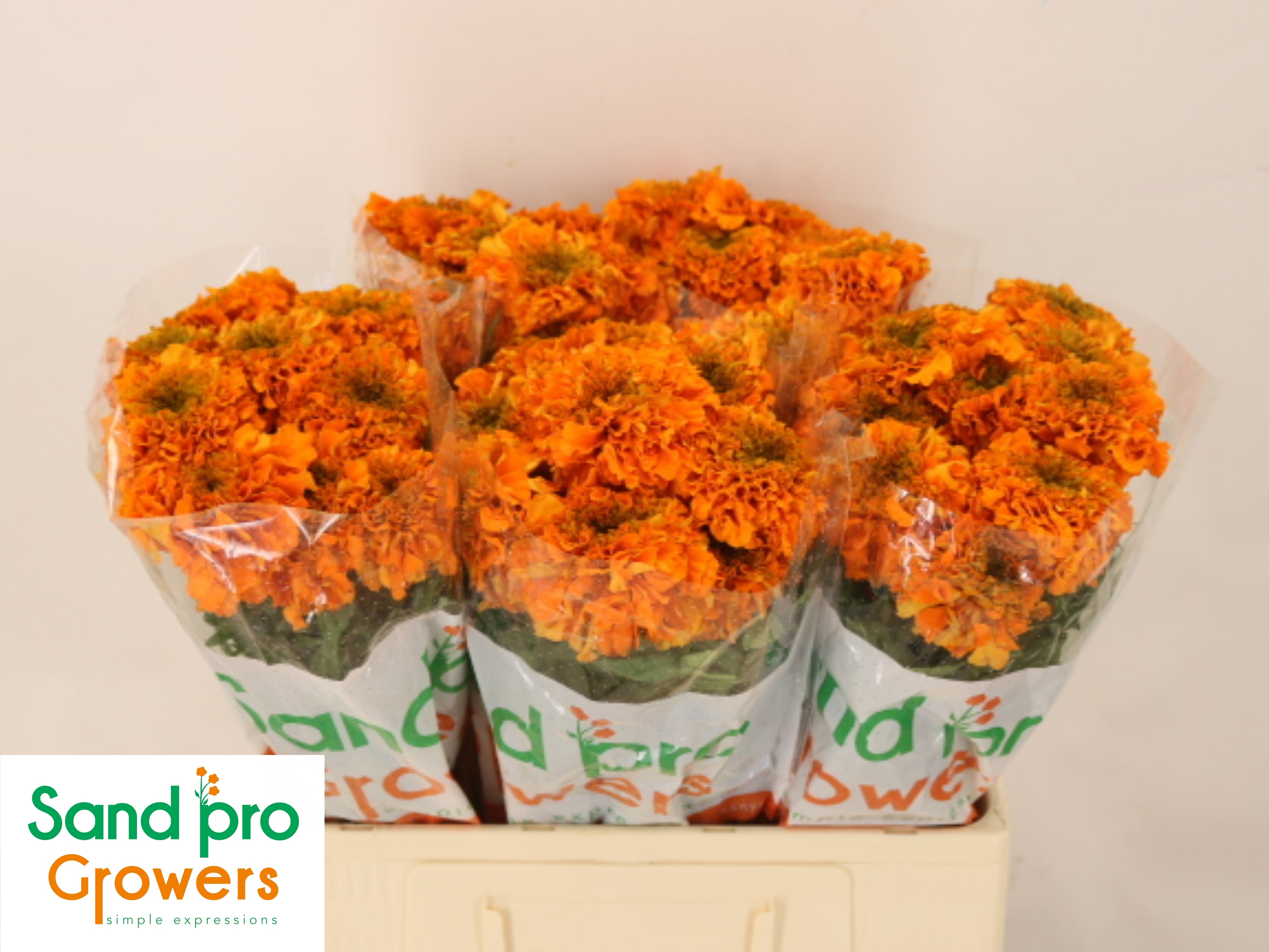 Tagetes Er Promise O 60cm