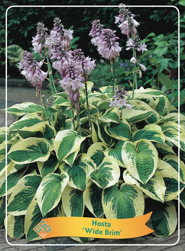 Picture of Hosta Mix 6x10 srt. per shelve P11