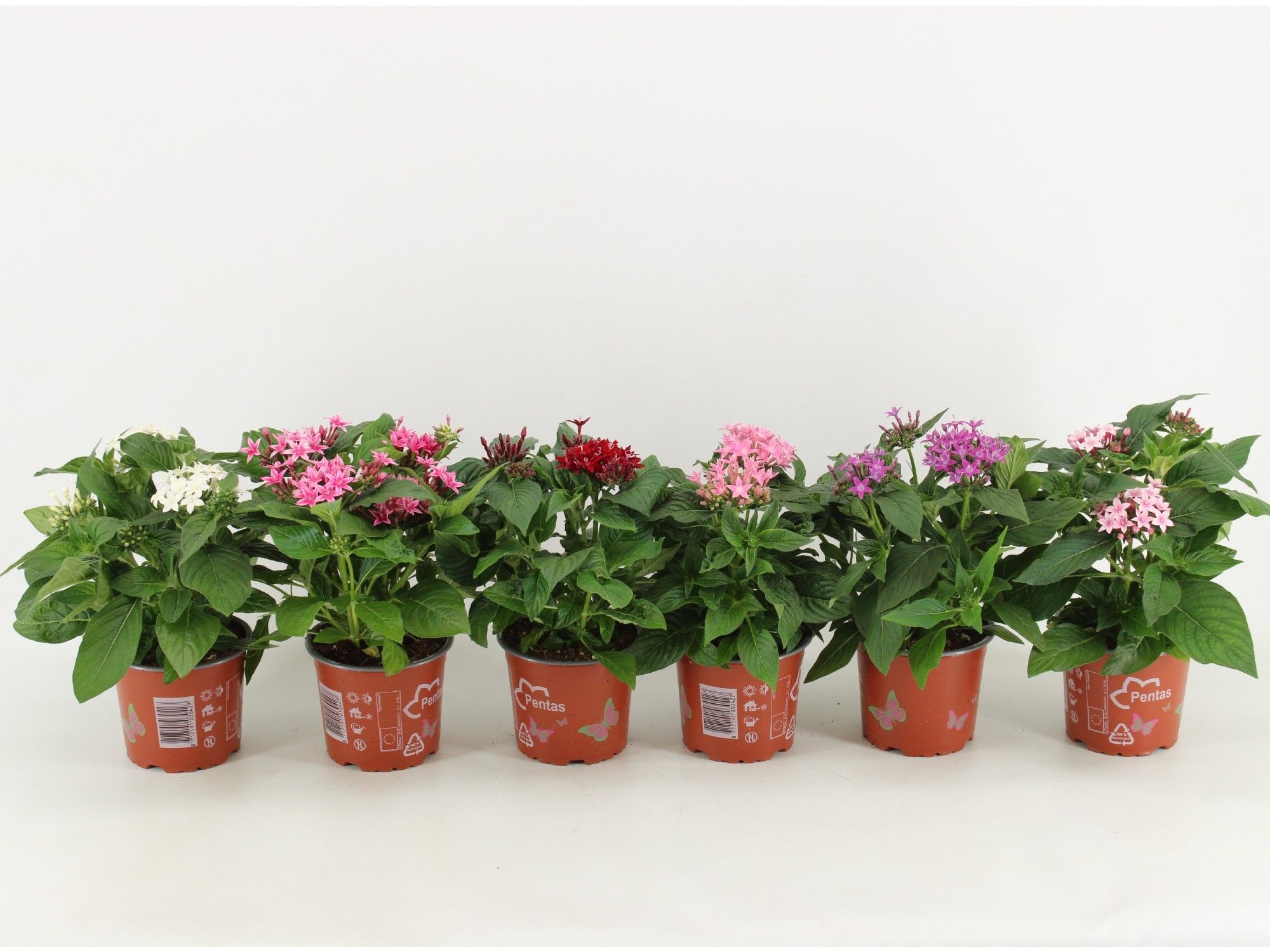 Pentas gemengd per laag