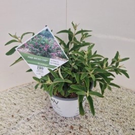 Picture of Buddleja 'Pink Micro Chip' ®