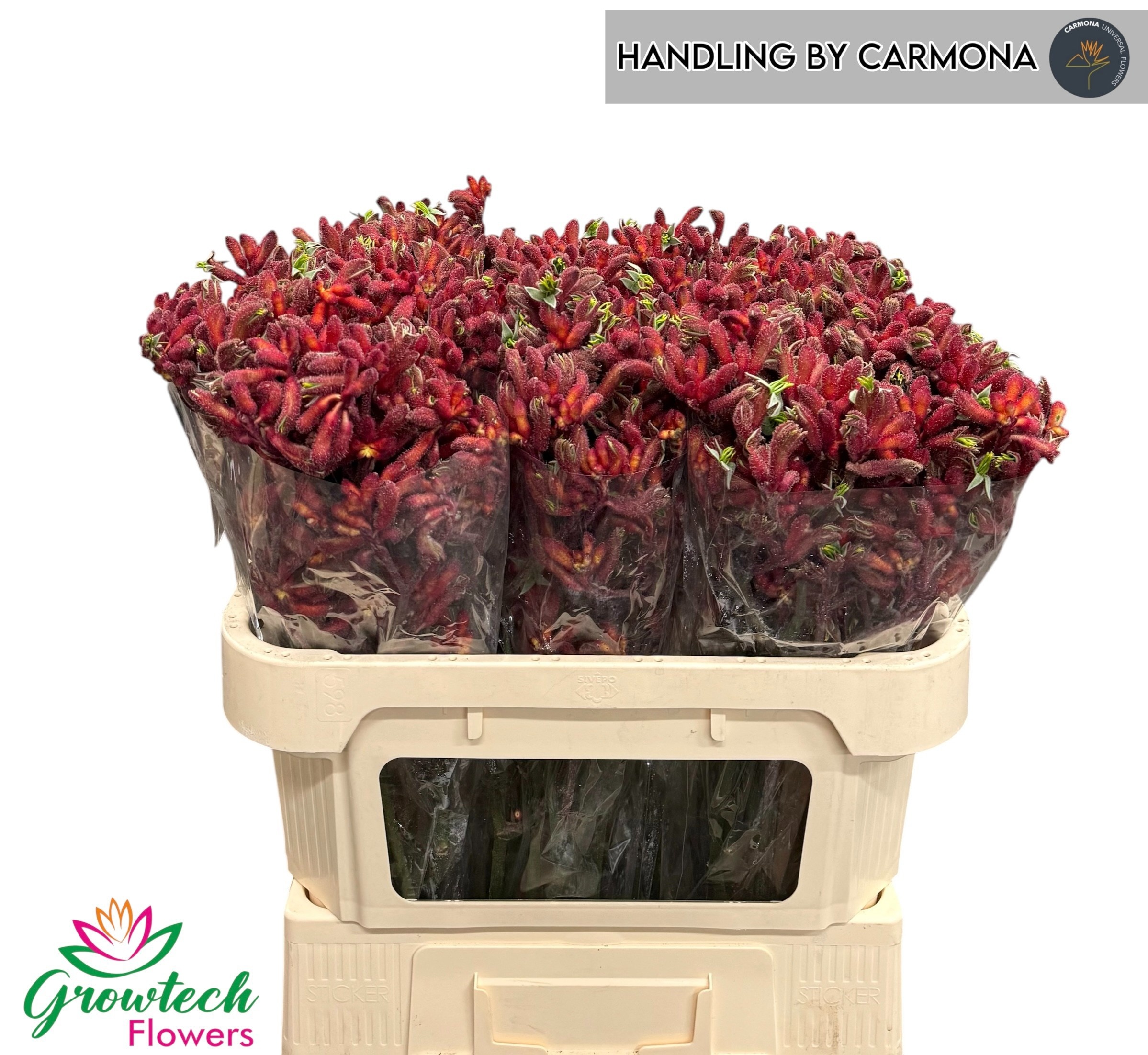 Anigozanthos Red Early Spring 70cm