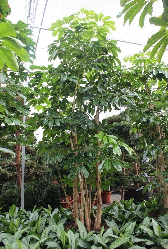 Schefflera actinophylla 'Amate'